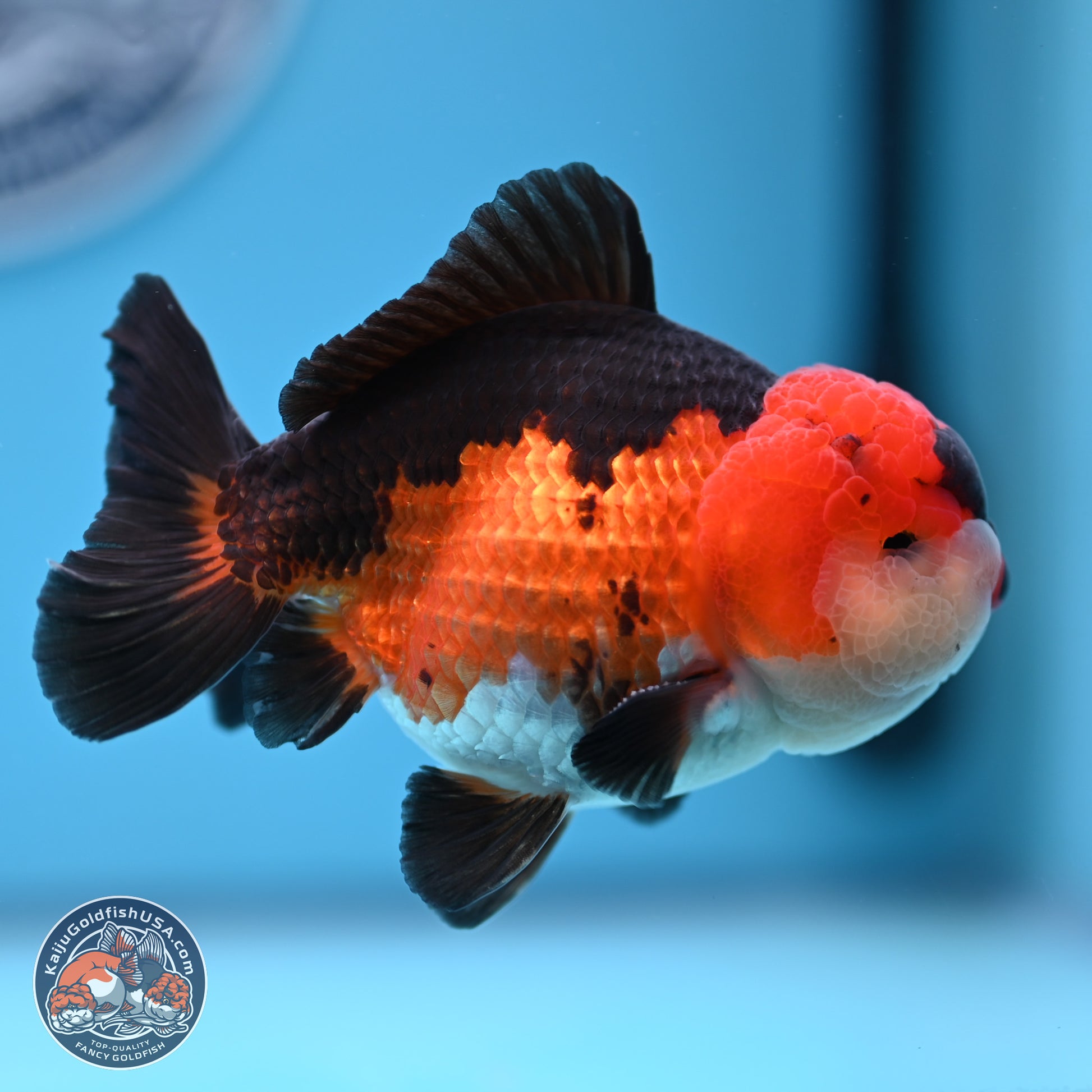 Tricolor Oranda 3.5-4.5 inches (240913_OR11) - Kaiju Goldfish USA