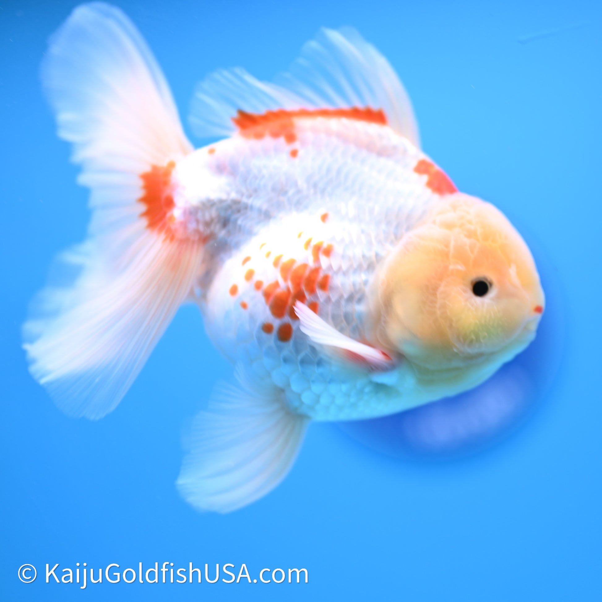 Red White Rose Tail Oranda 4in Body (240621_OR11) - Kaiju Goldfish USA