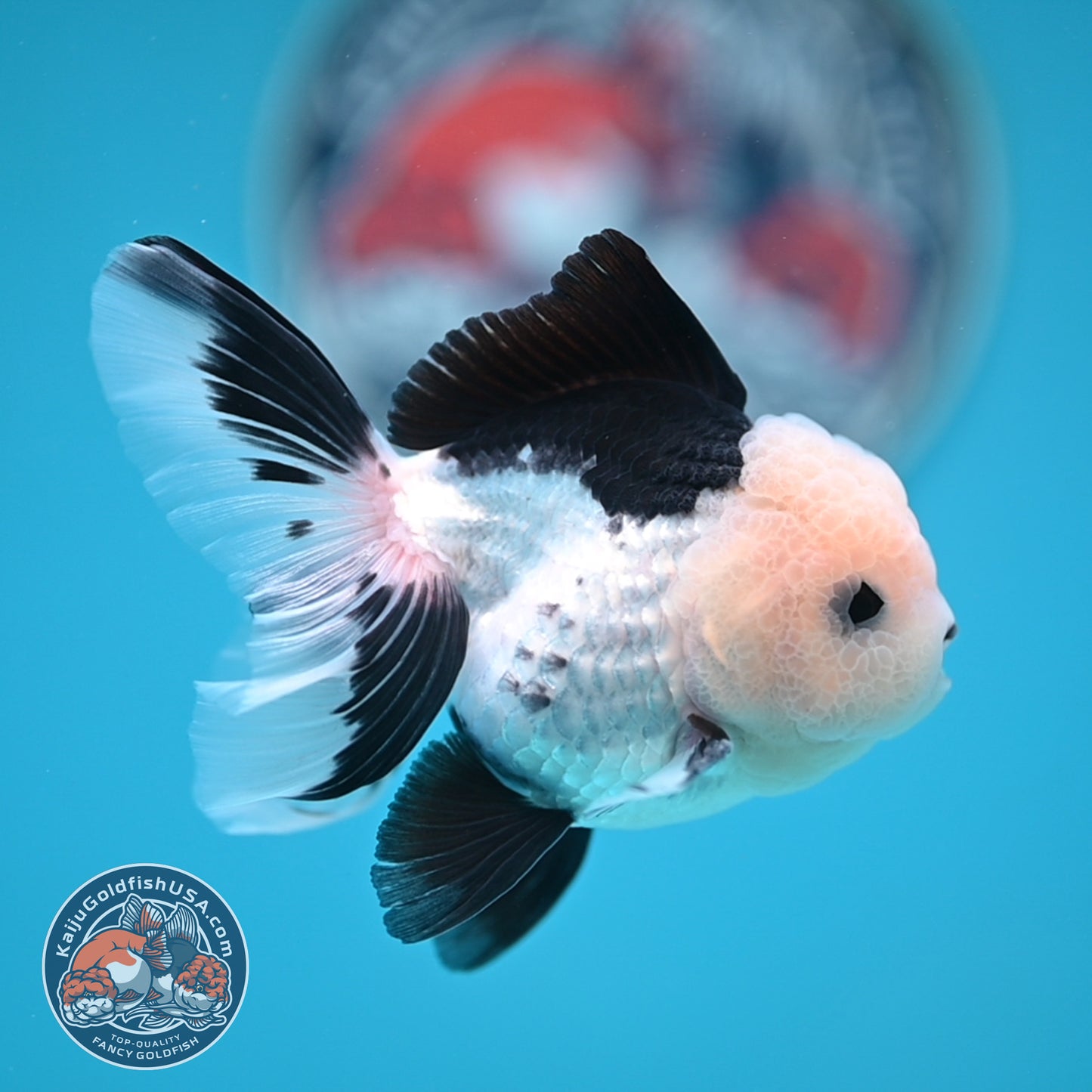 Panda Oranda 3 inches Body (250606_OR11)