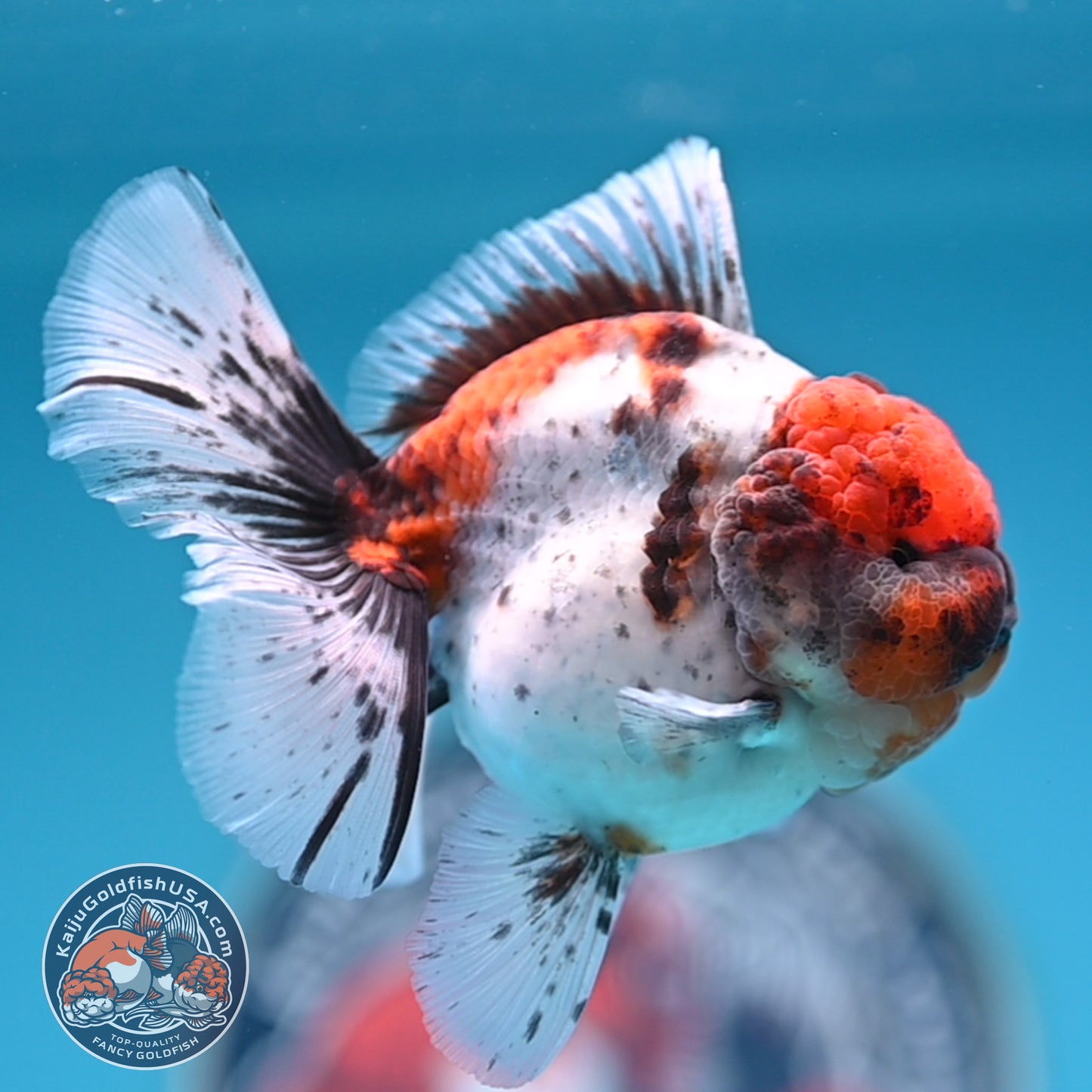 Shogun Tricolor Sakura Rose Tail Oranda 3.25 inches Body (250530_OR11)