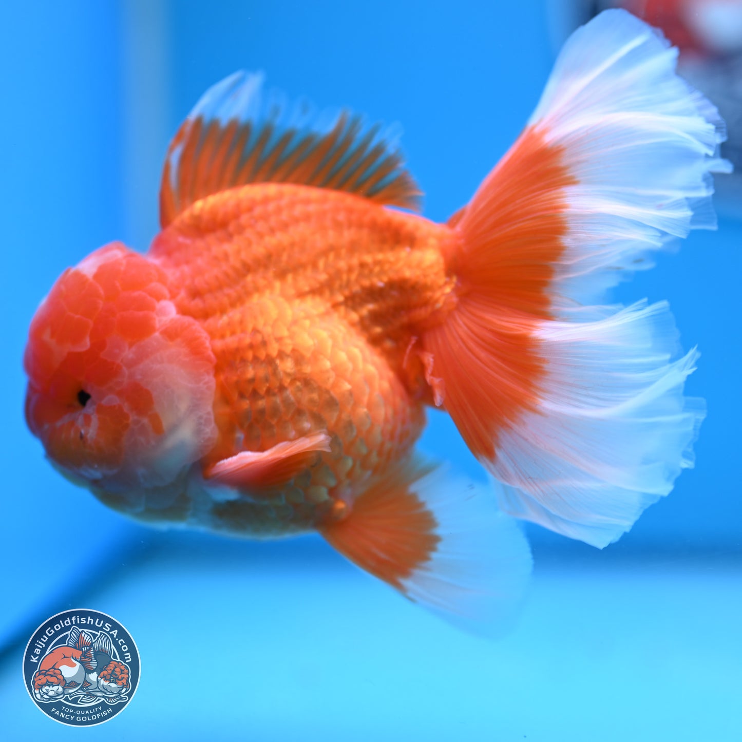 Red White Rose Tail Oranda 4-6 inches (240906_OR11) - Kaiju Goldfish USA