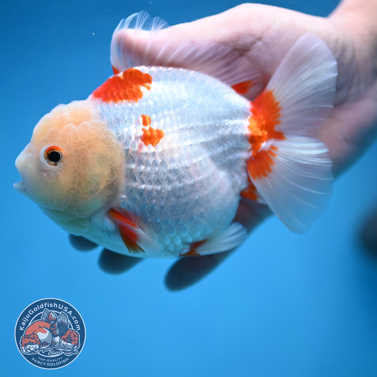 Jade Head Red White Oranda 4.5 inch Body (250912_OR11)