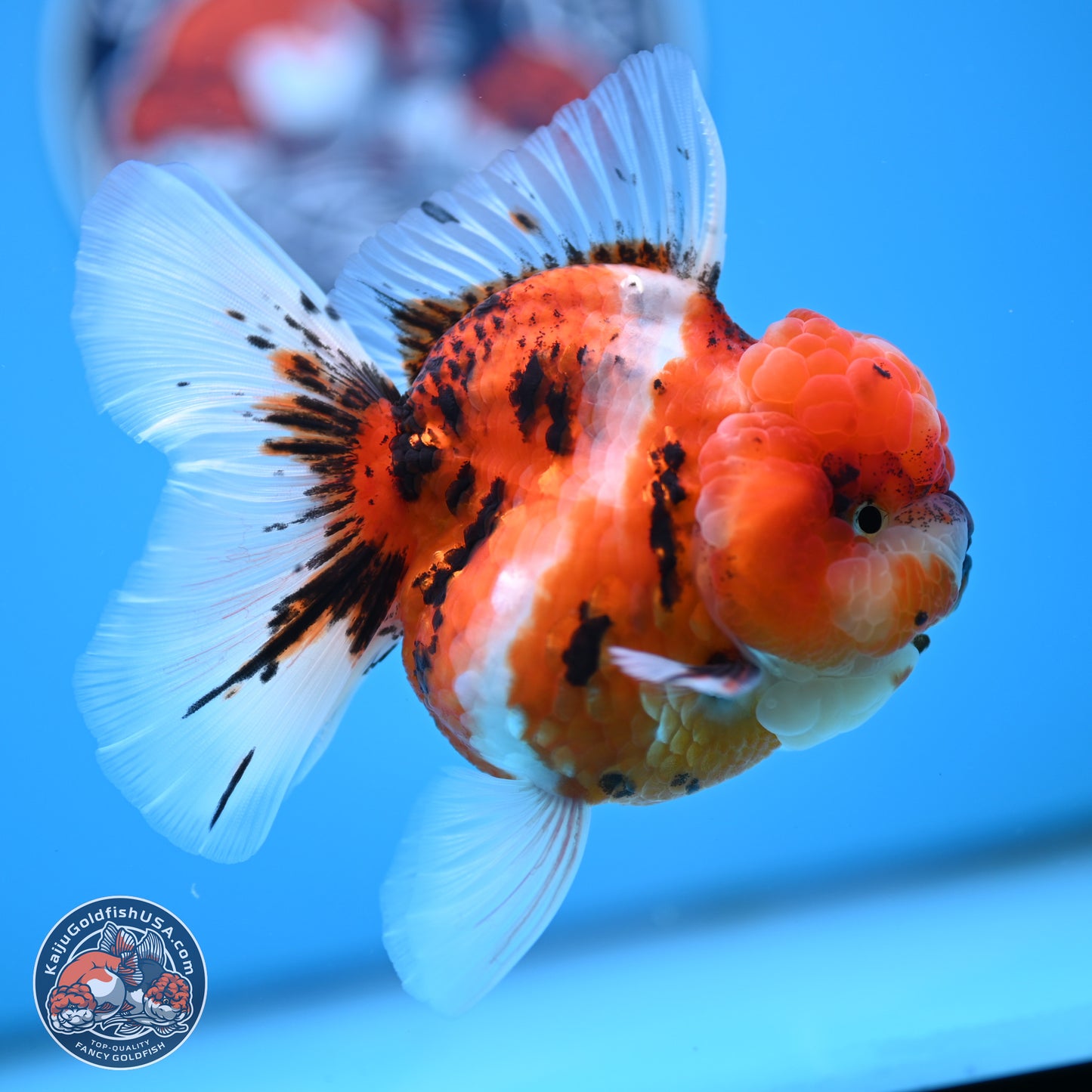 Tricolor Tiger Oranda 3.5 inches Body - Male (250314_OR11)