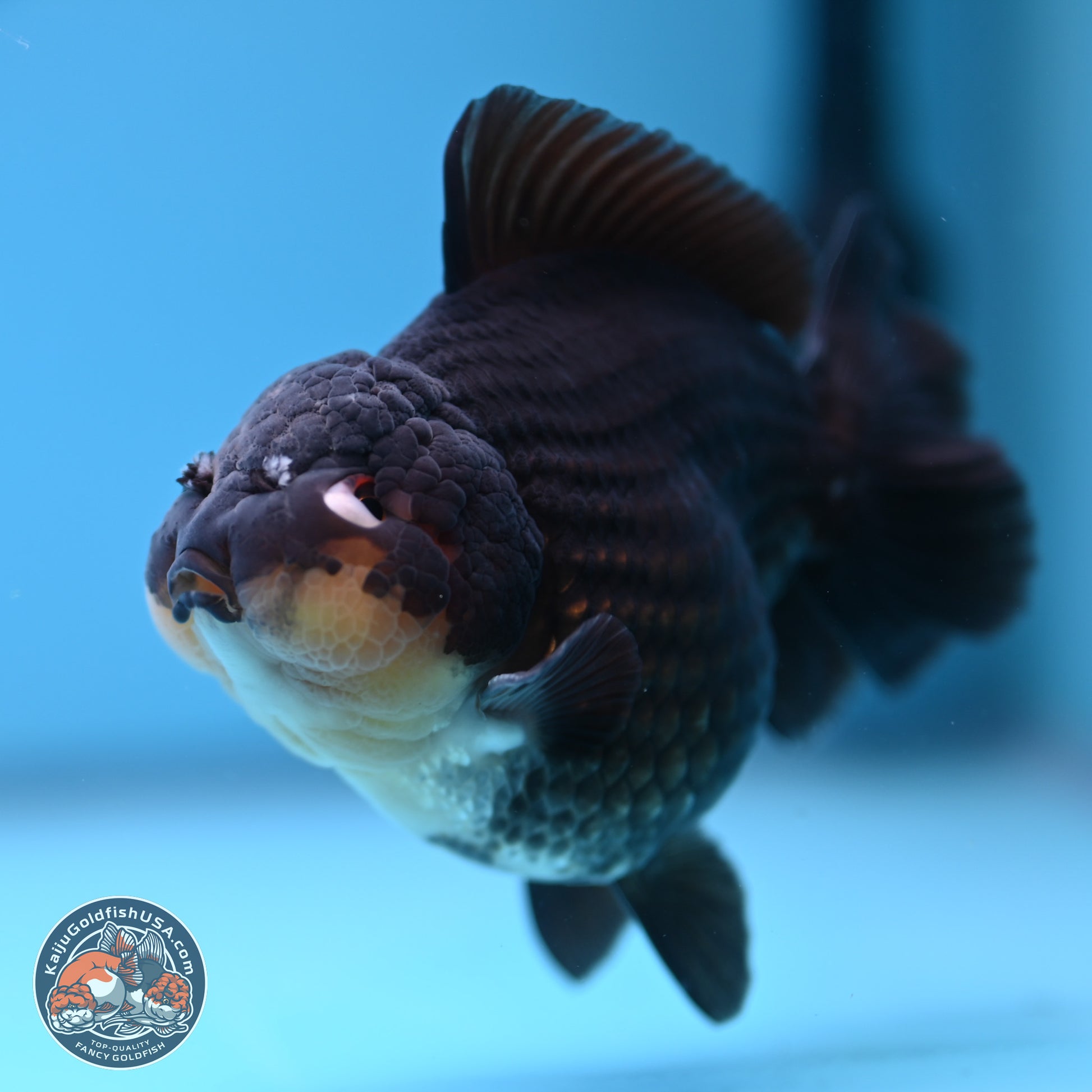 Panda YuanBao Oranda 3.5 inches Body - Male (241227_OR11) - Kaiju Goldfish USA