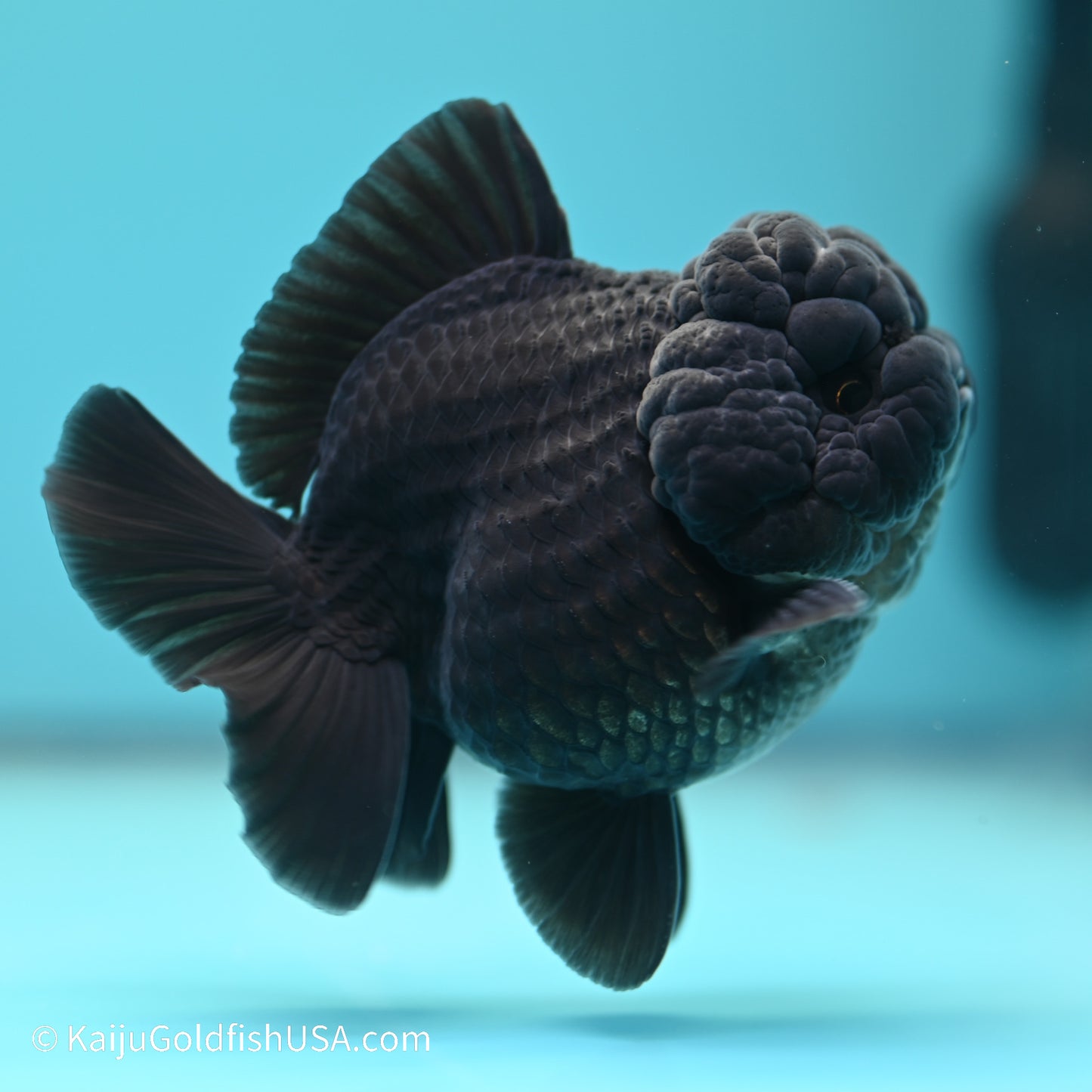 Jet Black YuanBao Oranda 3.5 inches (240517_OR11) - Kaiju Goldfish USA