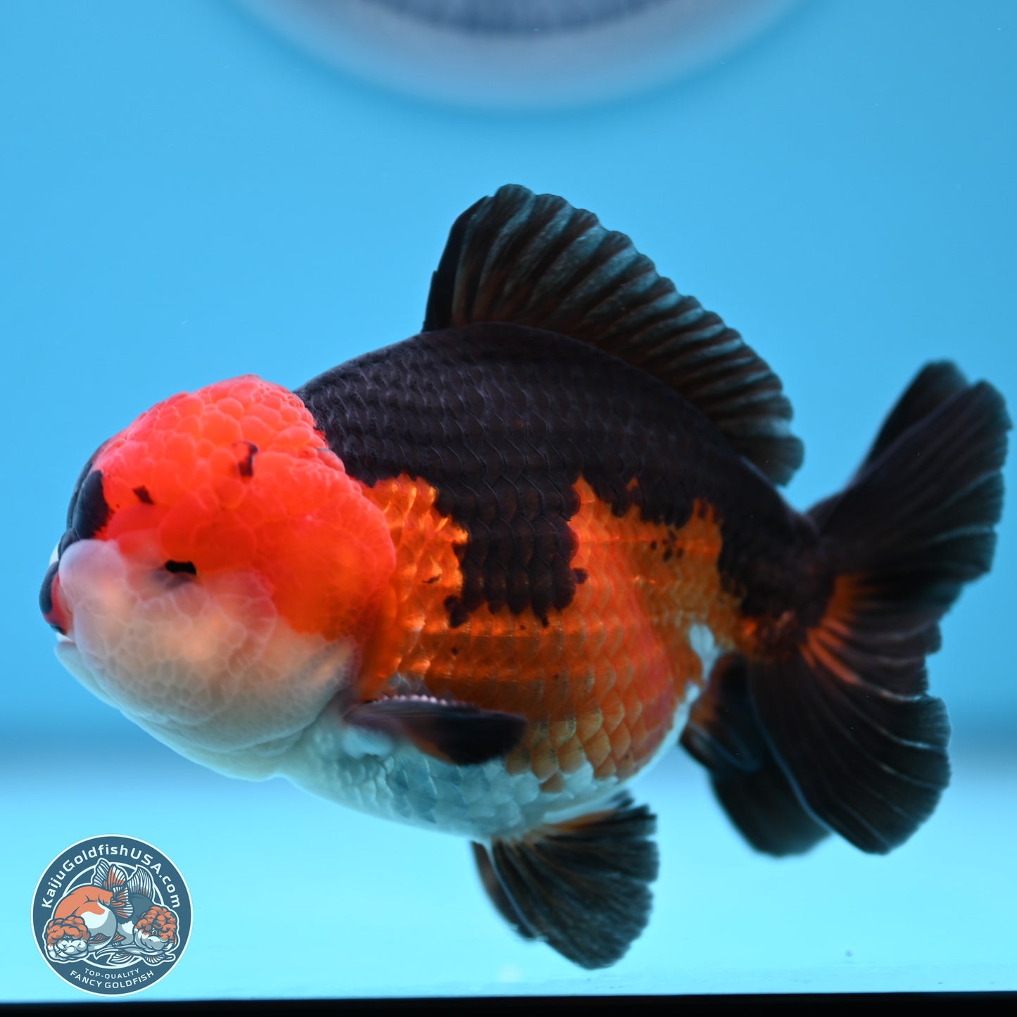 Tricolor Oranda 3.5-4.5 inches (240913_OR11) - Kaiju Goldfish USA