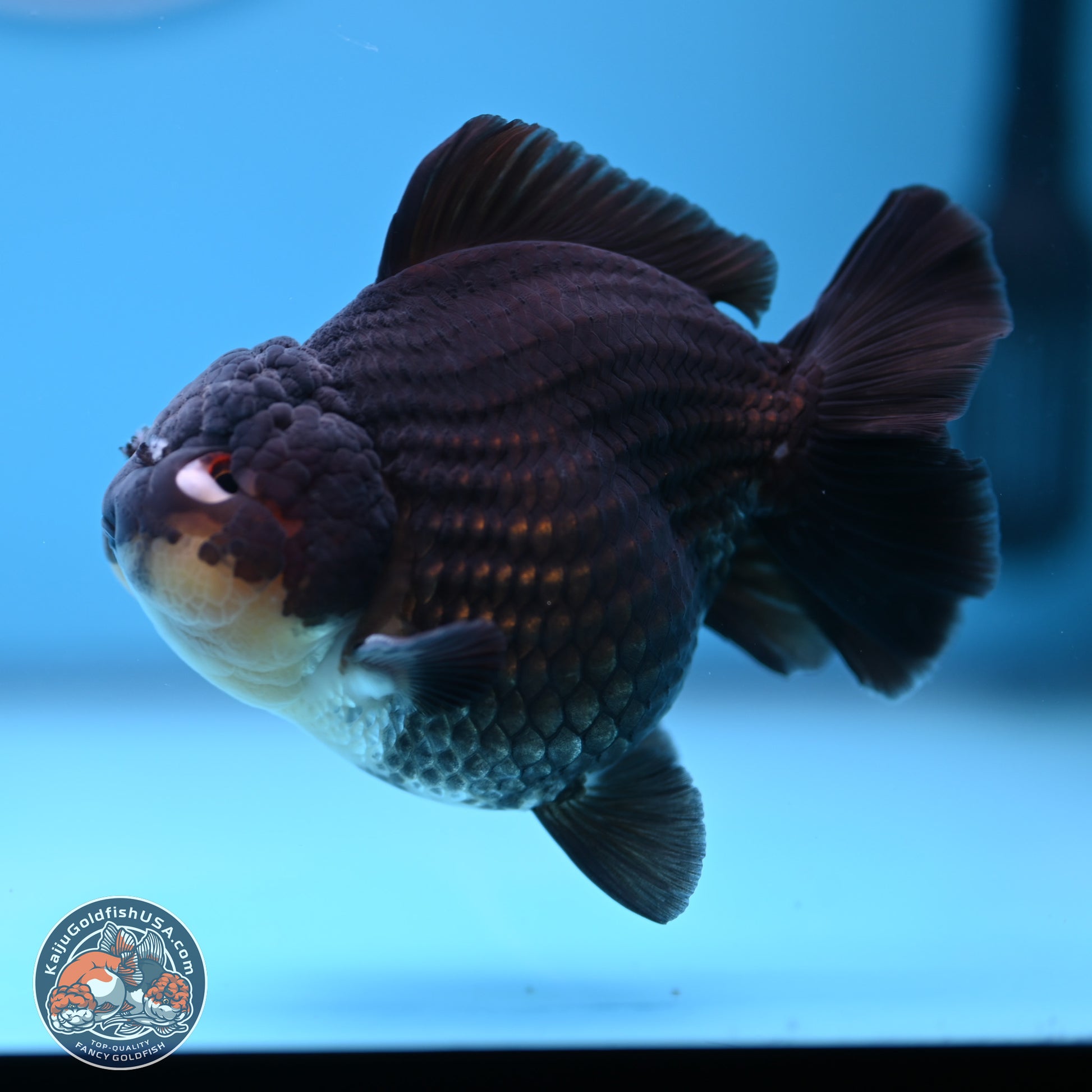 Panda YuanBao Oranda 3.5 inches Body - Male (241227_OR11) - Kaiju Goldfish USA