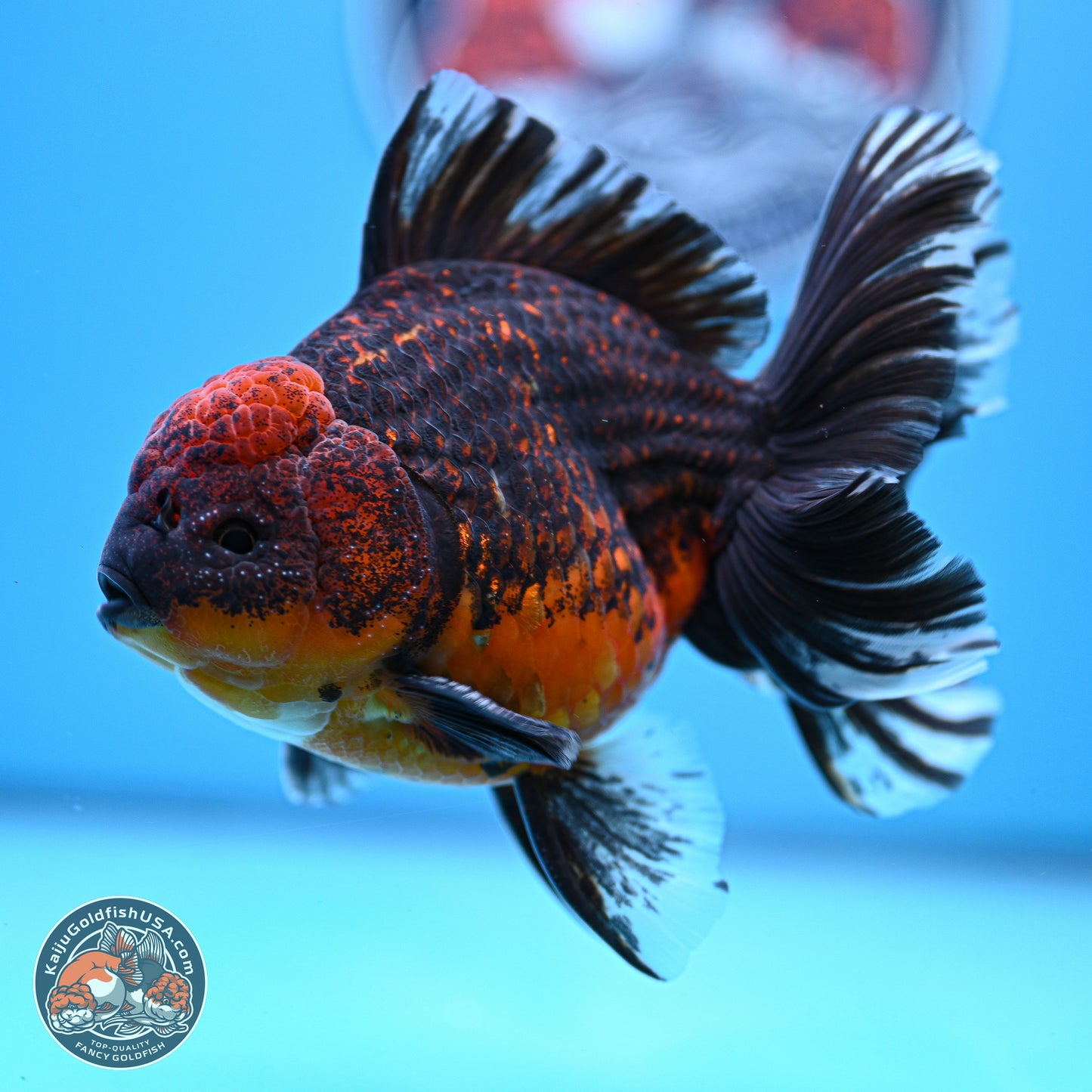 Red Kirin Rose Tail Oranda 4-5.5 inches (240920_OR11) - Kaiju Goldfish USA