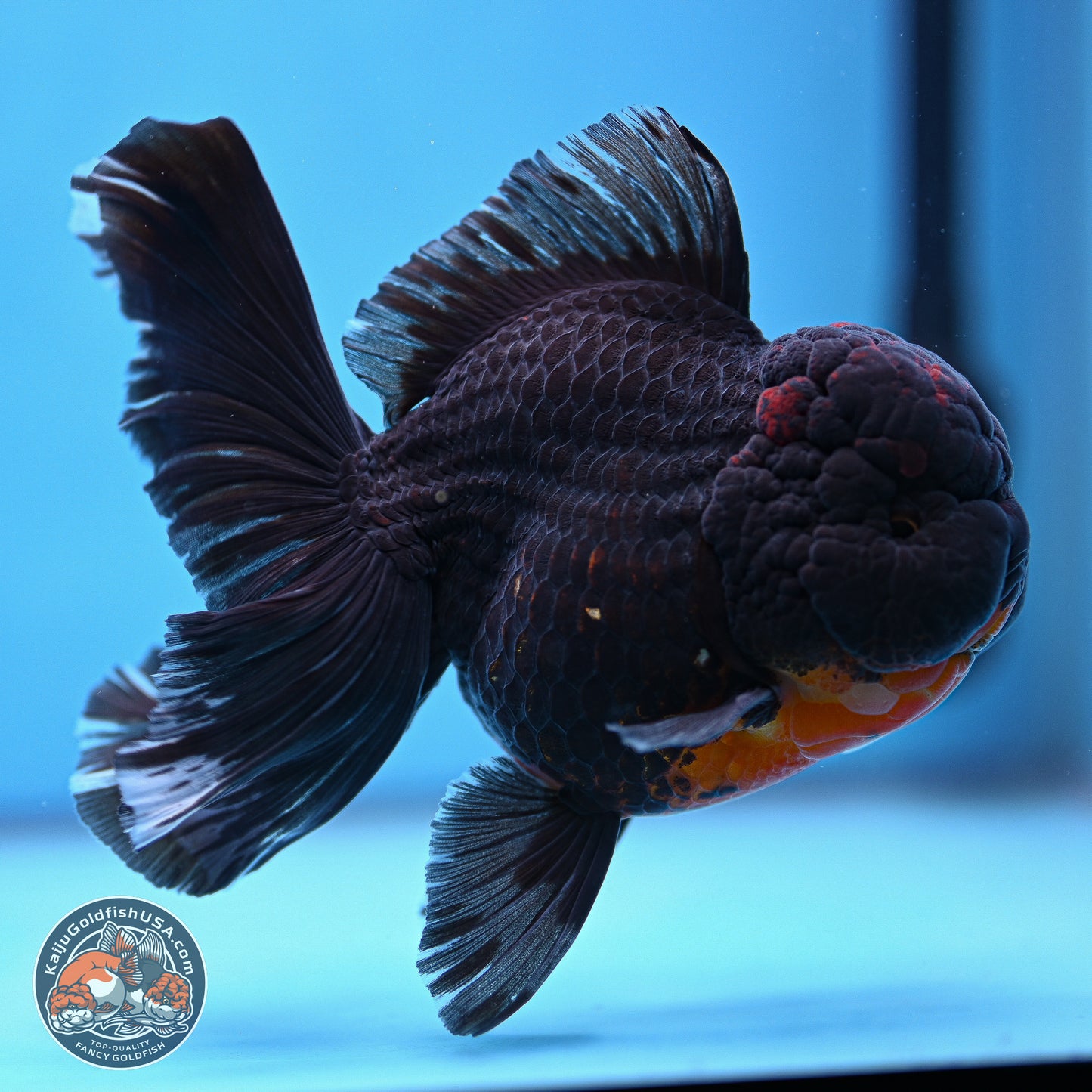 Kirin Rose Tail Oranda 6 inches - Male (241115_OR11) - Kaiju Goldfish USA