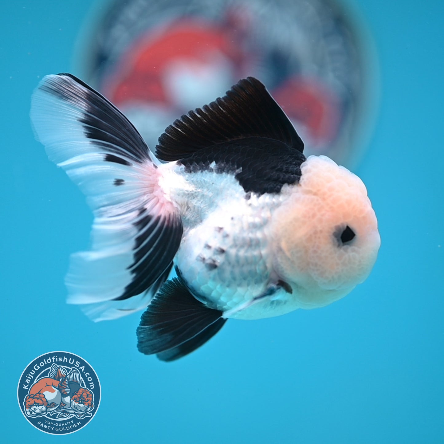 Panda Oranda 3 inches Body (250606_OR11)