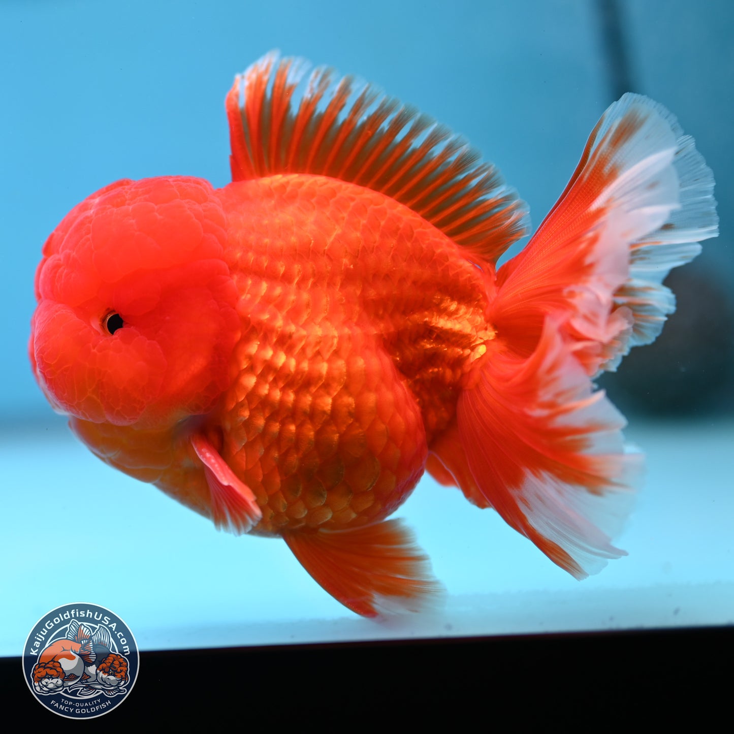 Classic Red Rose Tail Oranda 3.5 inches Body - Male (250307_OR11)