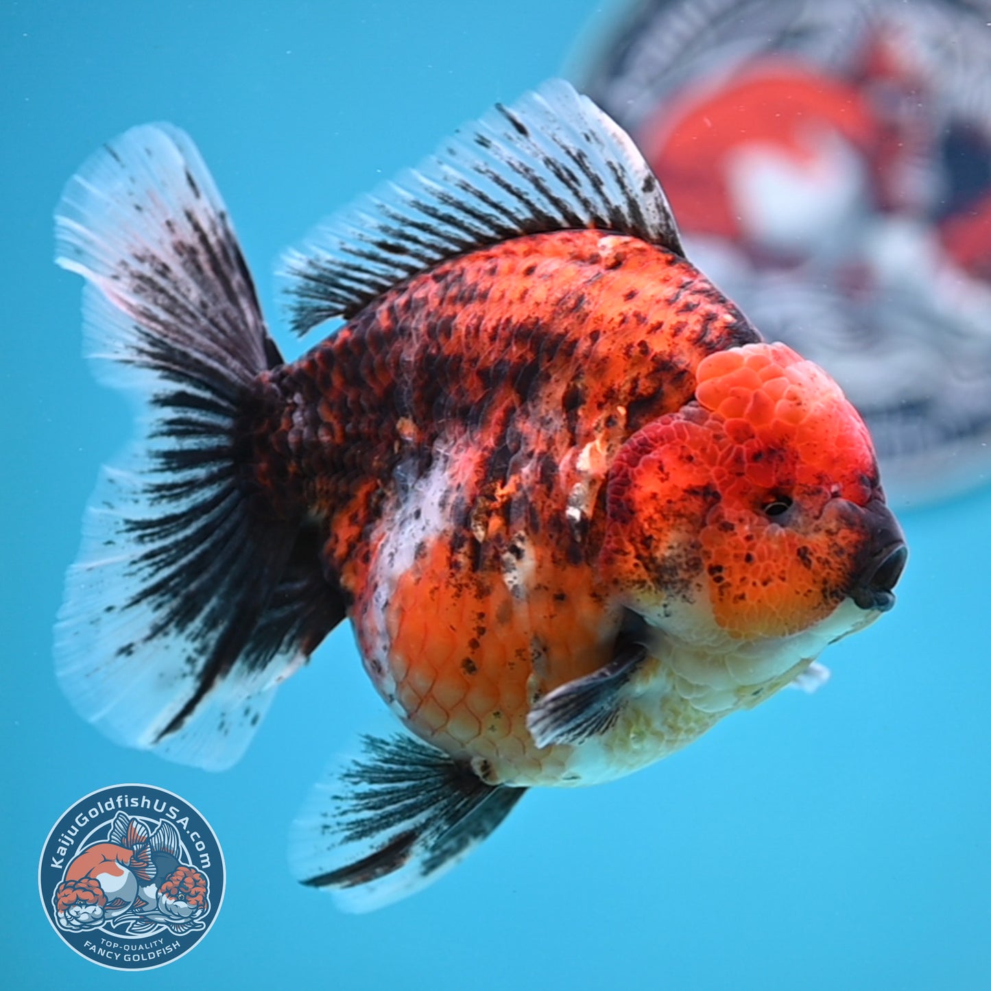 Tiger Oranda 4.25 inches Body (250516_OR11)