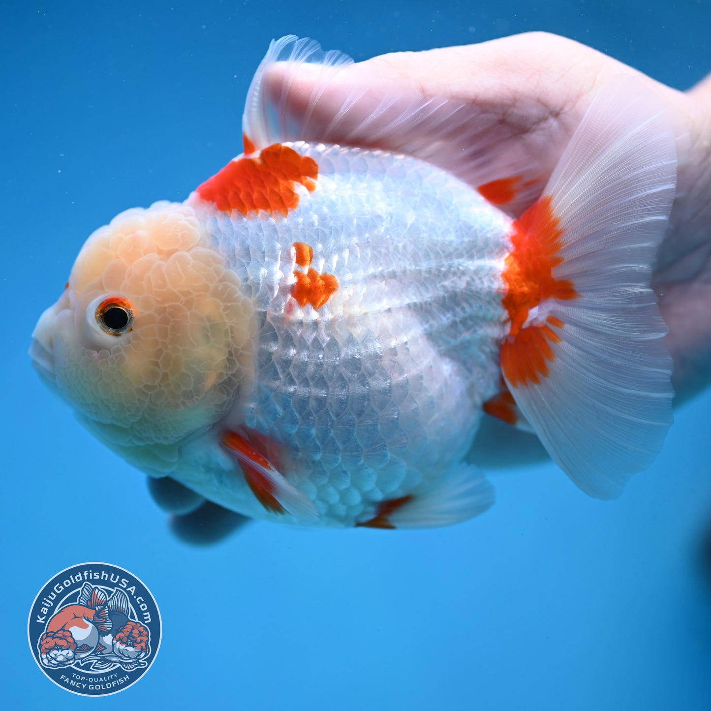 Jade Head Red White Oranda 4.5 inch Body (250912_OR11)