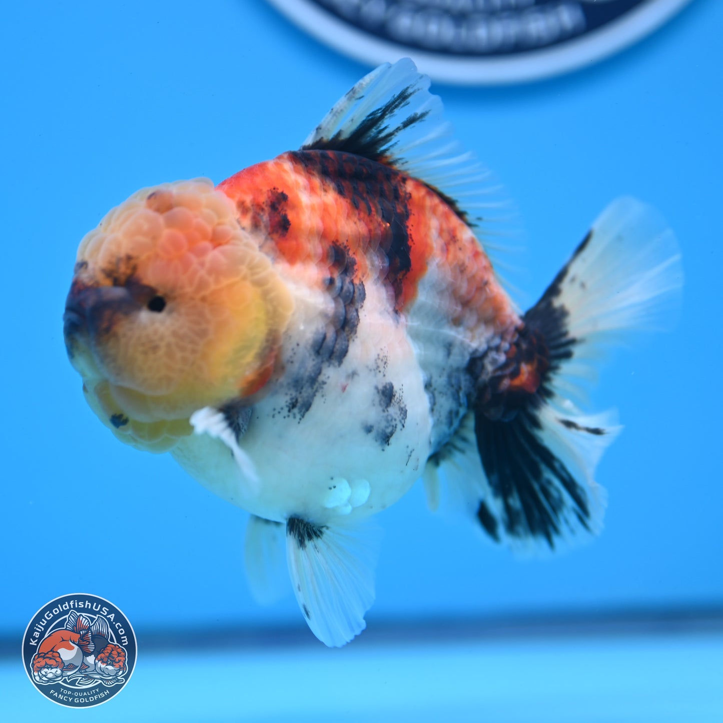 Tricolor Tiger YuanBao Oranda 3.5 inches Body - Male (250228_OR11)