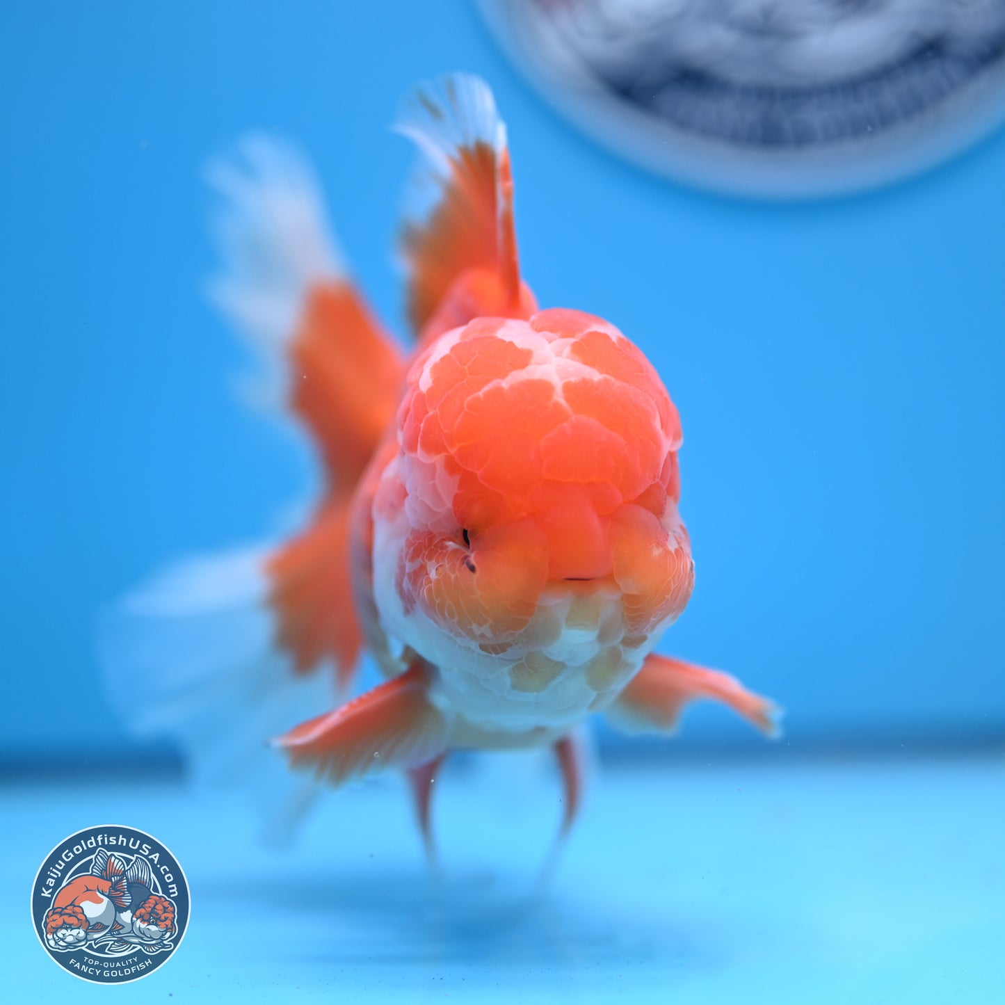 Red White Rose Tail Oranda 4-6 inches (240906_OR11) - Kaiju Goldfish USA