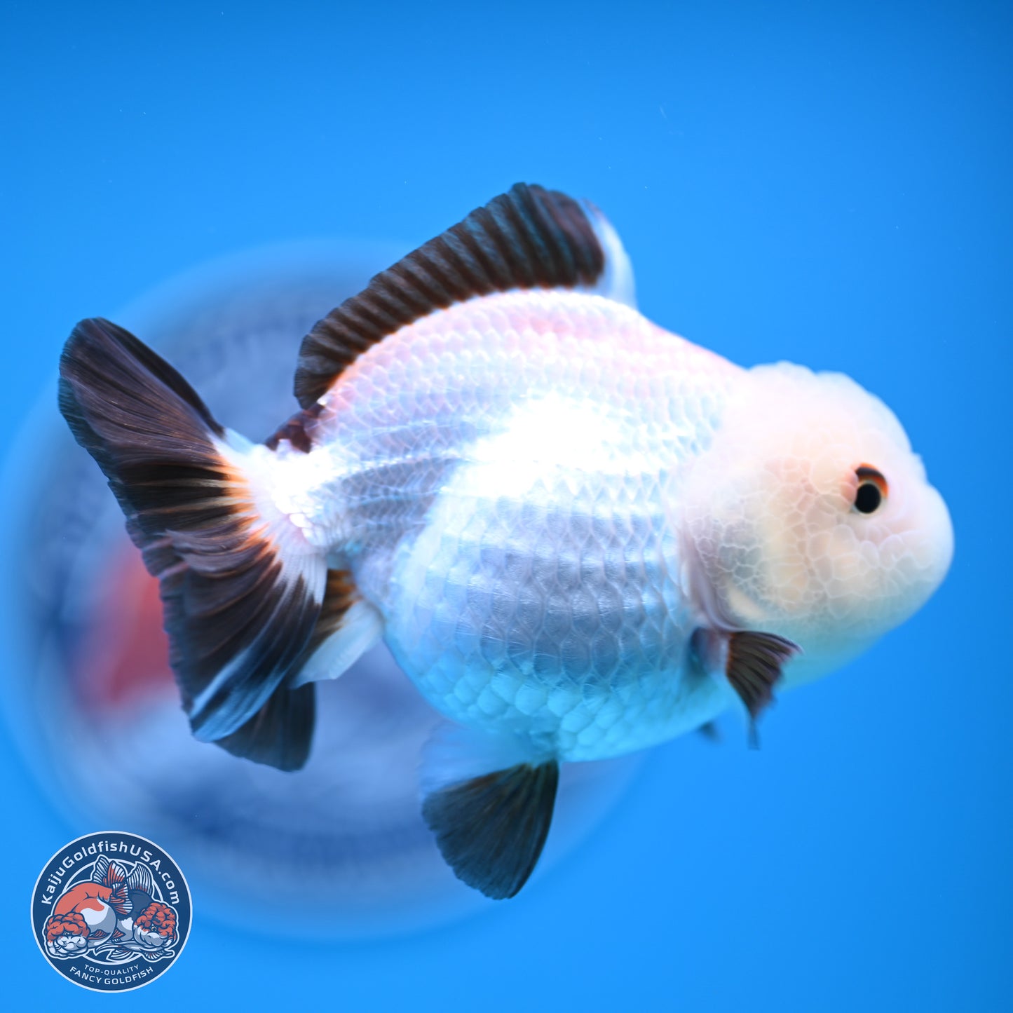 Tricolor/Panda Oranda 3.5-4.5 inches (241004_OR11) - Read Description