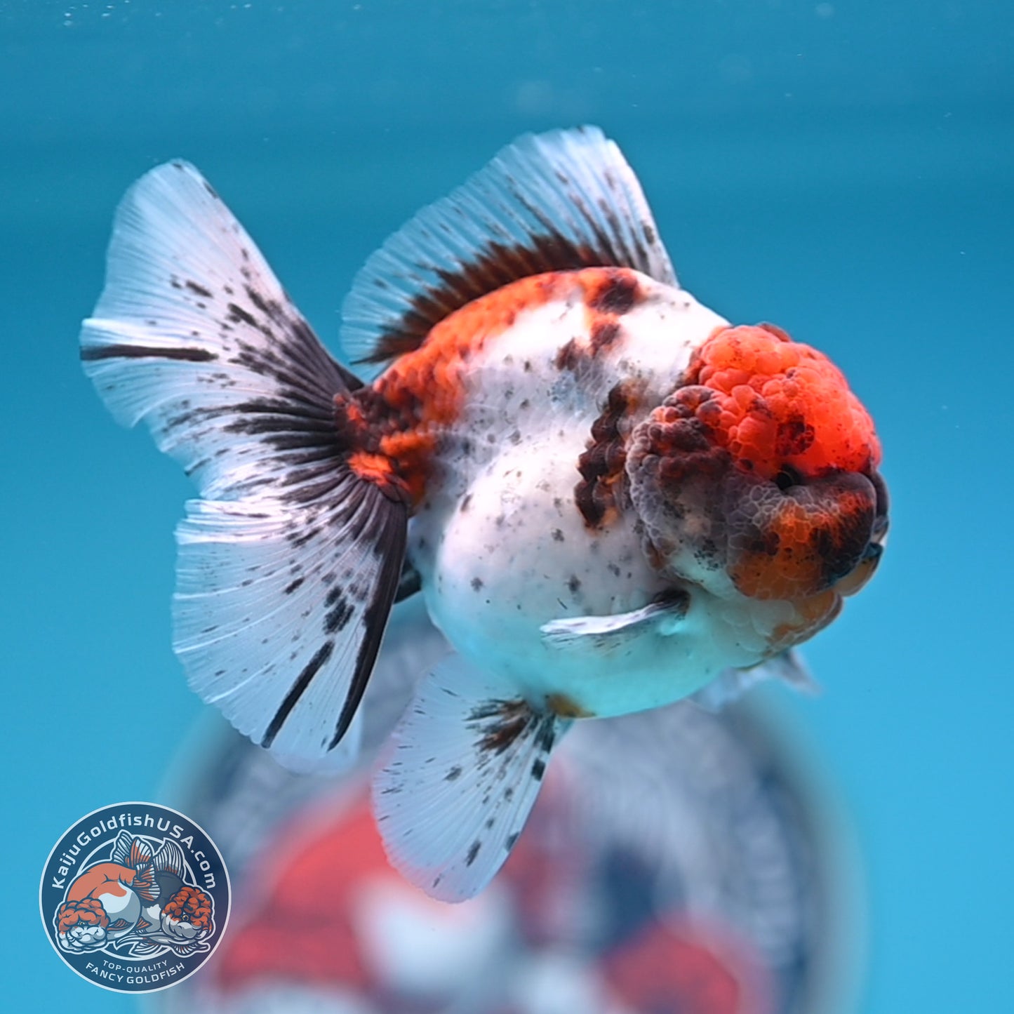 Shogun Tricolor Sakura Rose Tail Oranda 3.25 inches Body (250530_OR11)