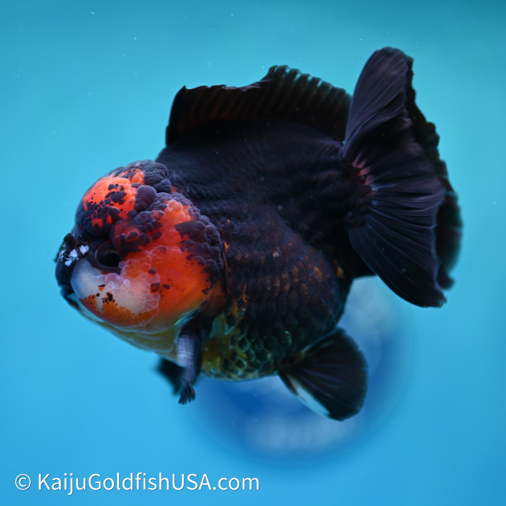 Red/Black YuanBao Oranda 3.5in body (240607_OR11) - Kaiju Goldfish USA