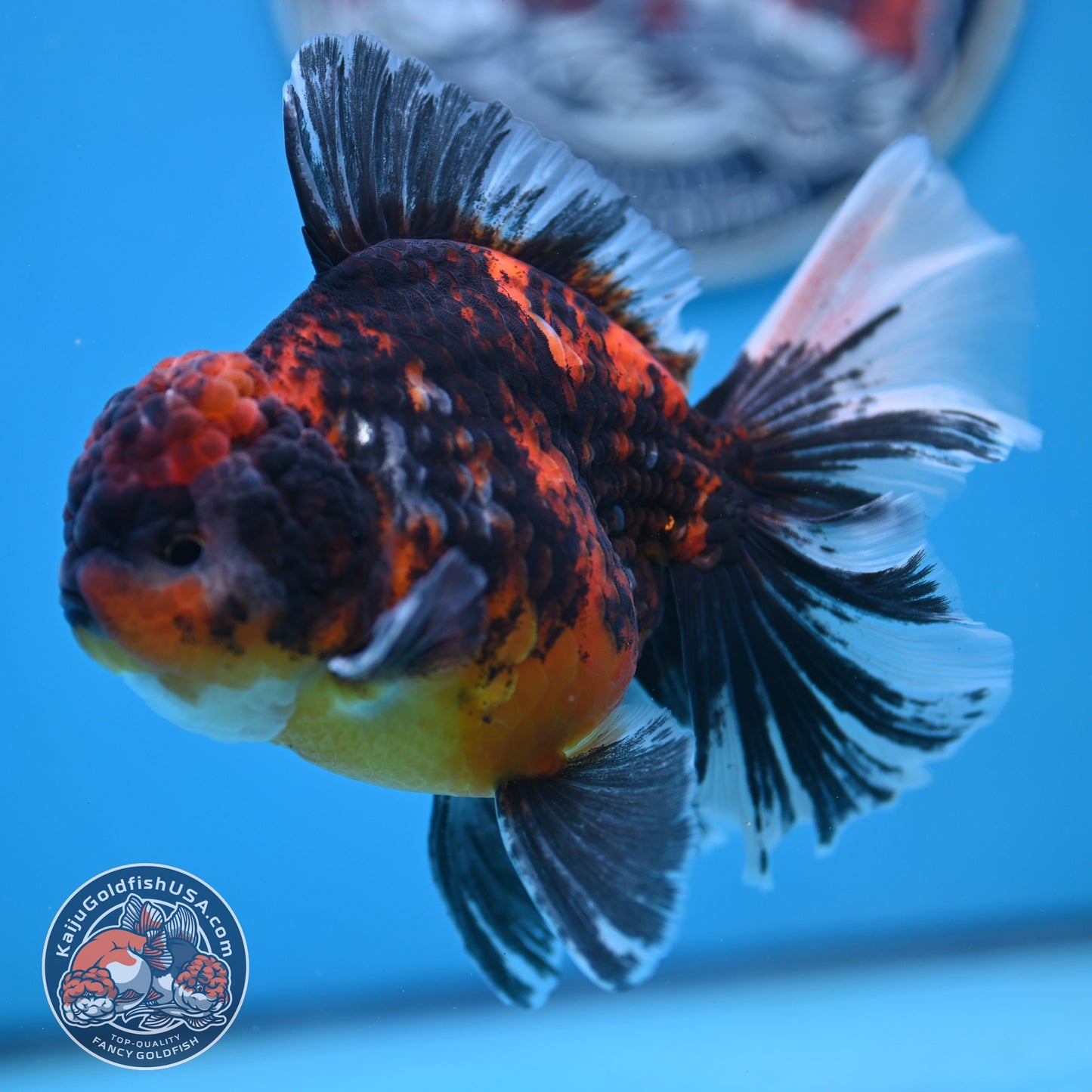 Tricolor Tiger Rose Tail Oranda 4 inches Body (250502_OR11)