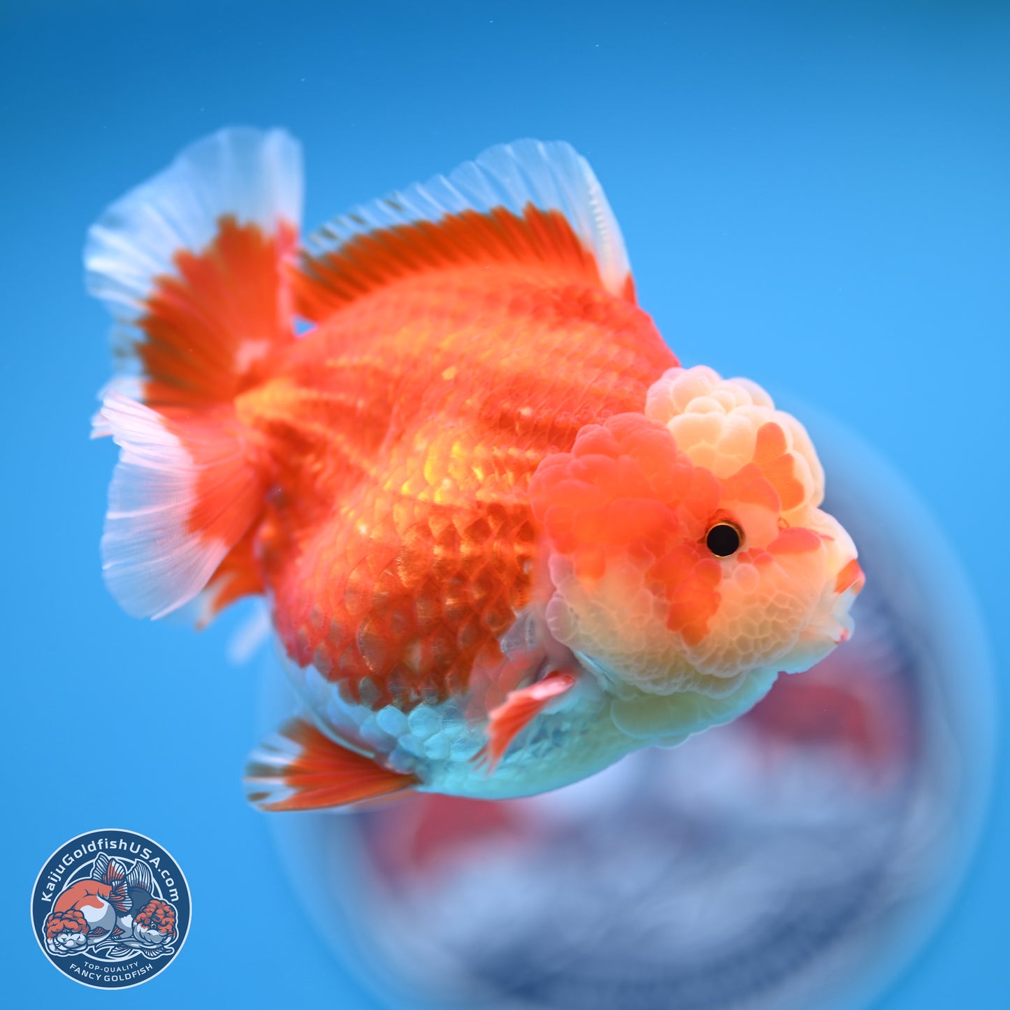 Red White YuanBao Oranda 4 inches (241018_OR11)