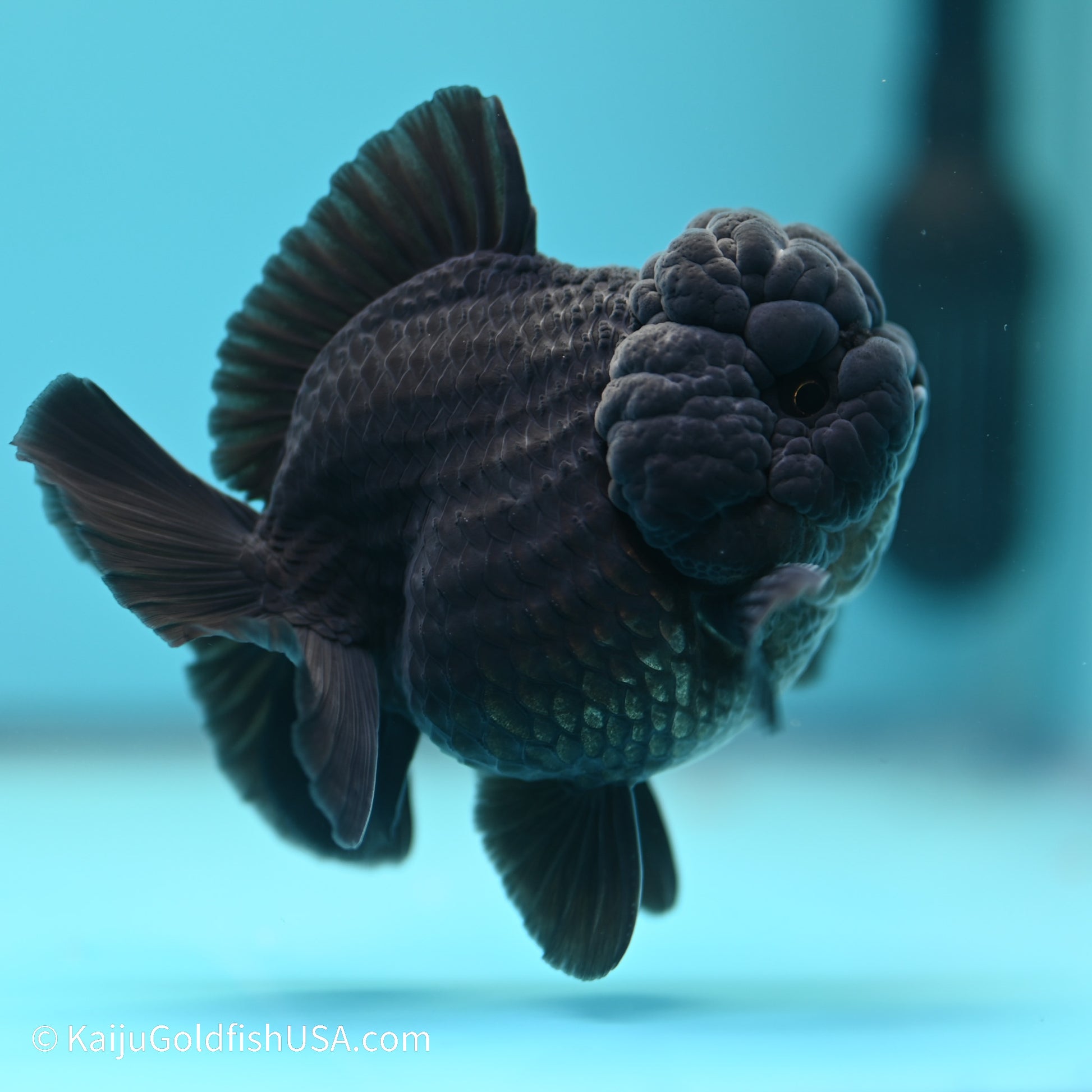 Jet Black YuanBao Oranda 3.5 inches (240517_OR11) - Kaiju Goldfish USA