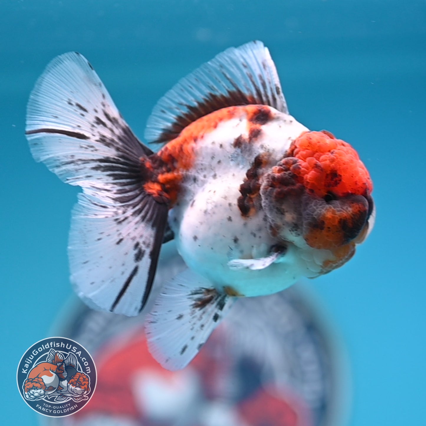 Shogun Tricolor Sakura Rose Tail Oranda 3.25 inches Body (250530_OR11)