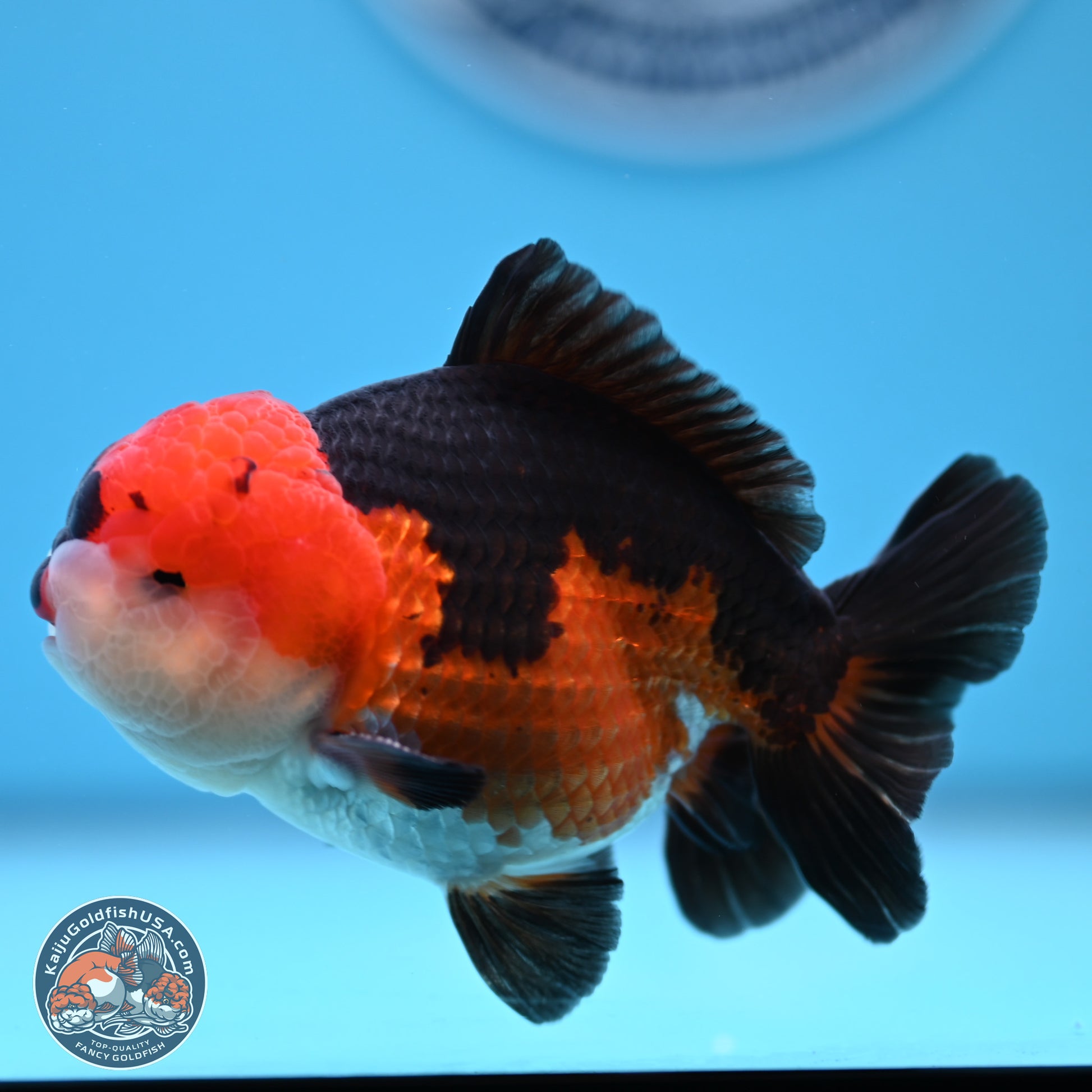 Tricolor Oranda 3.5-4.5 inches (240913_OR11) - Kaiju Goldfish USA