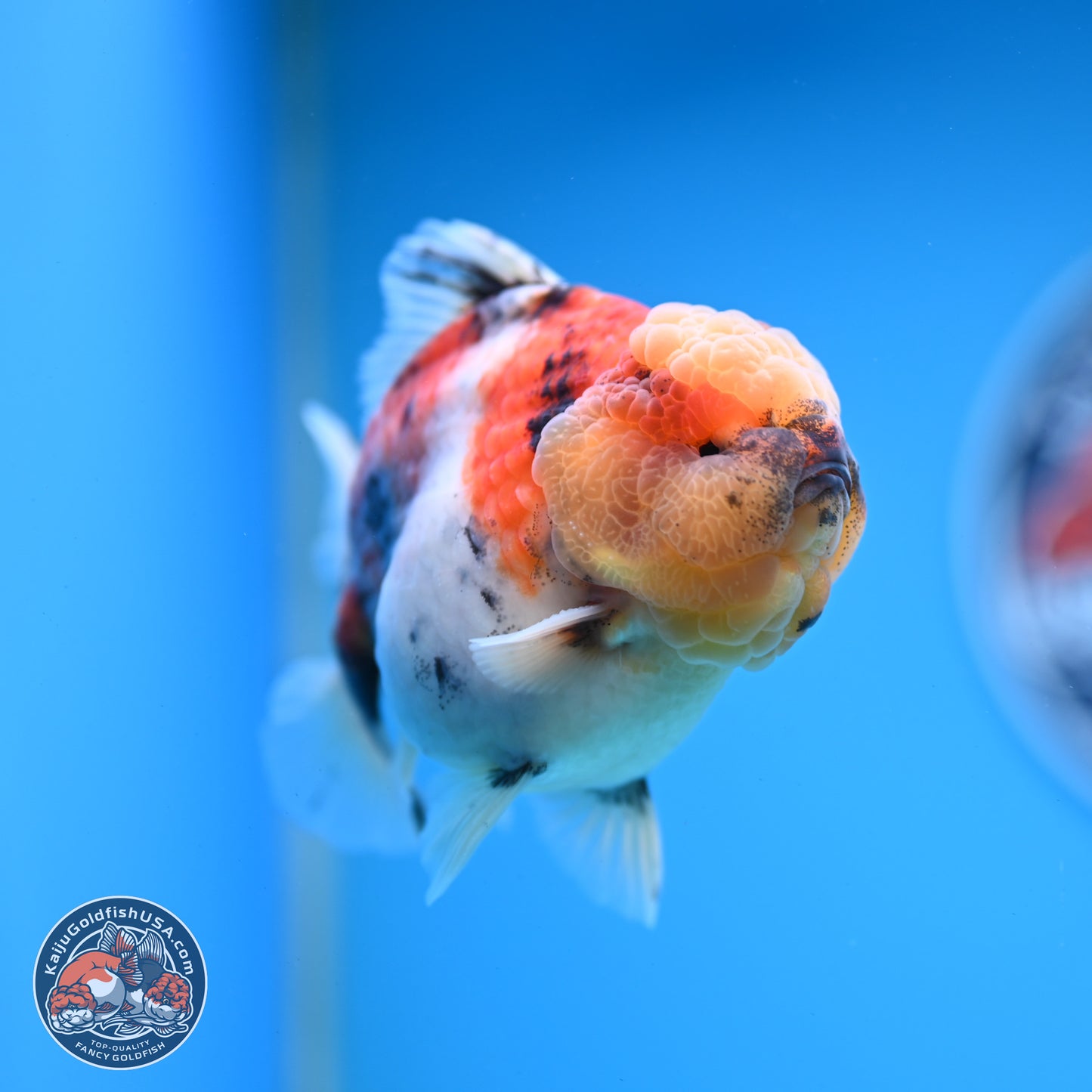 Tricolor Tiger YuanBao Oranda 3.5 inches Body - Male (250228_OR11)
