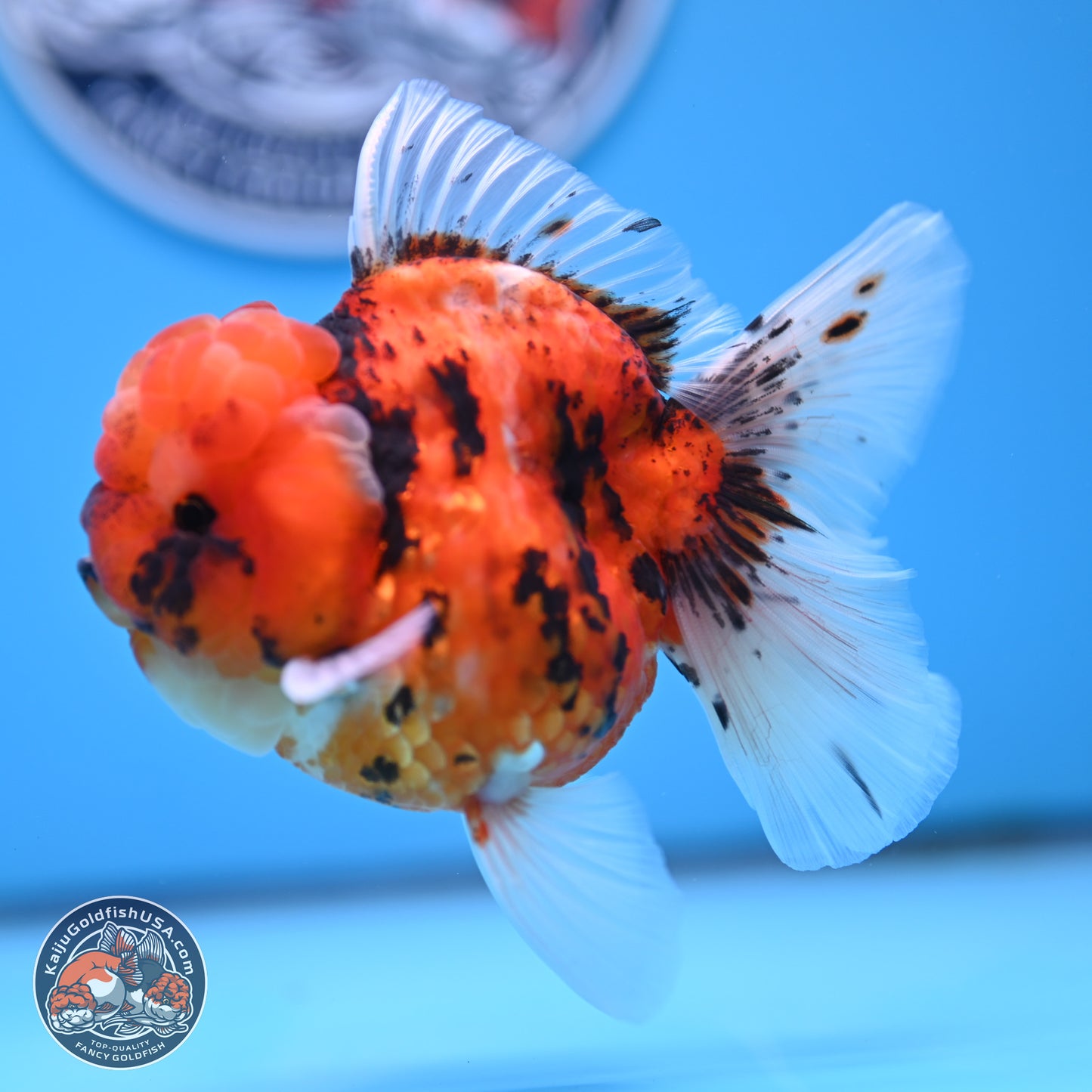 Tricolor Tiger Oranda 3.5 inches Body - Male (250314_OR11)