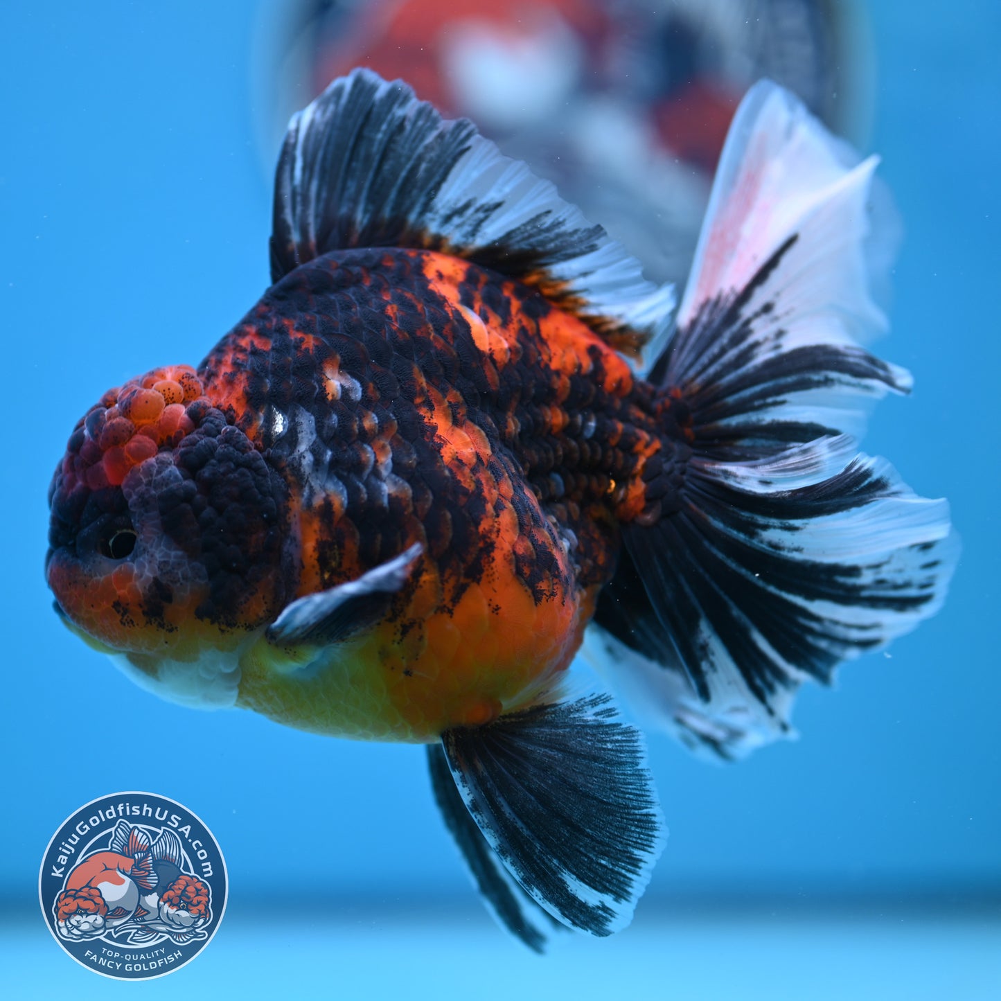 Tricolor Tiger Rose Tail Oranda 4 inches Body (250502_OR11)