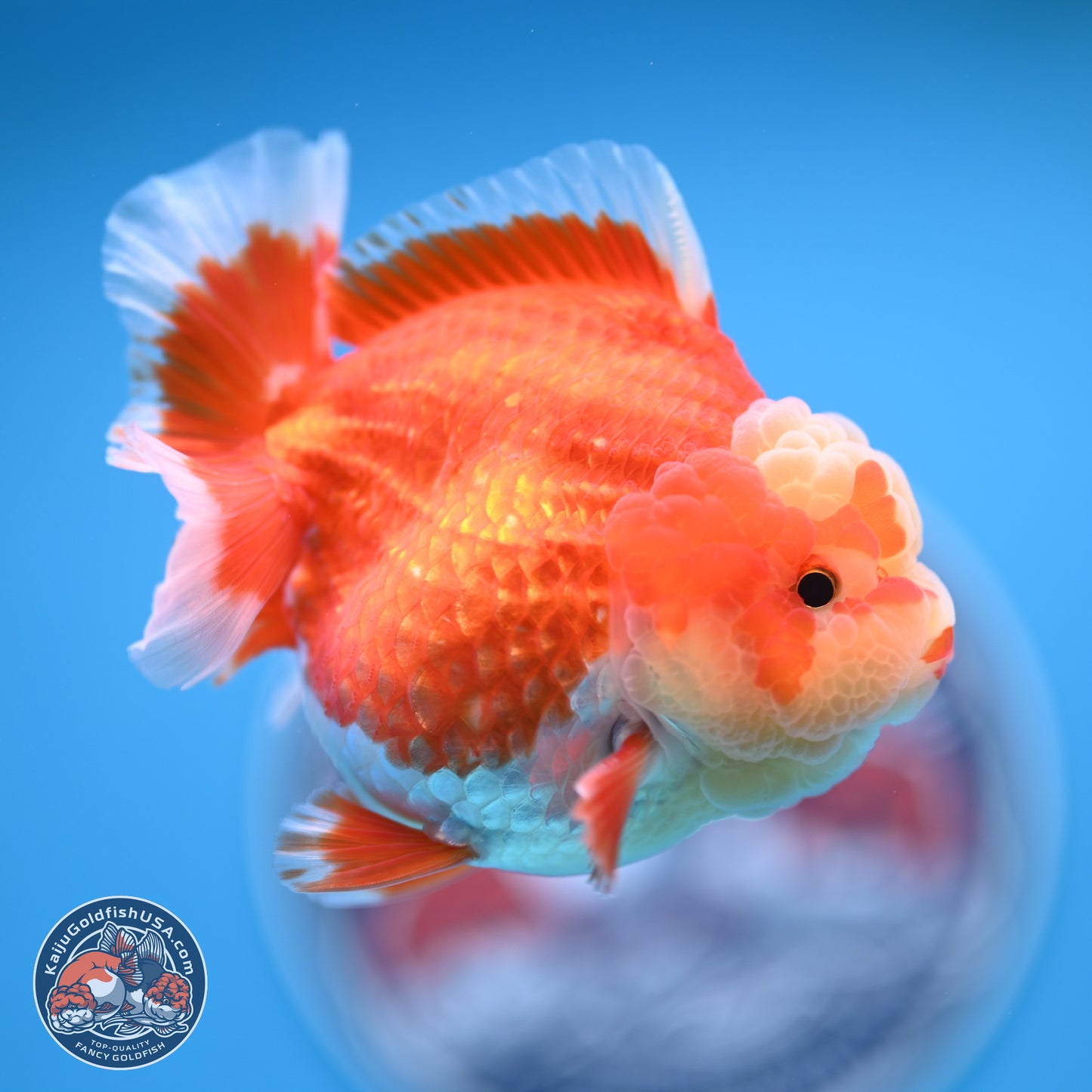 Red White YuanBao Oranda 4 inches (241018_OR11)