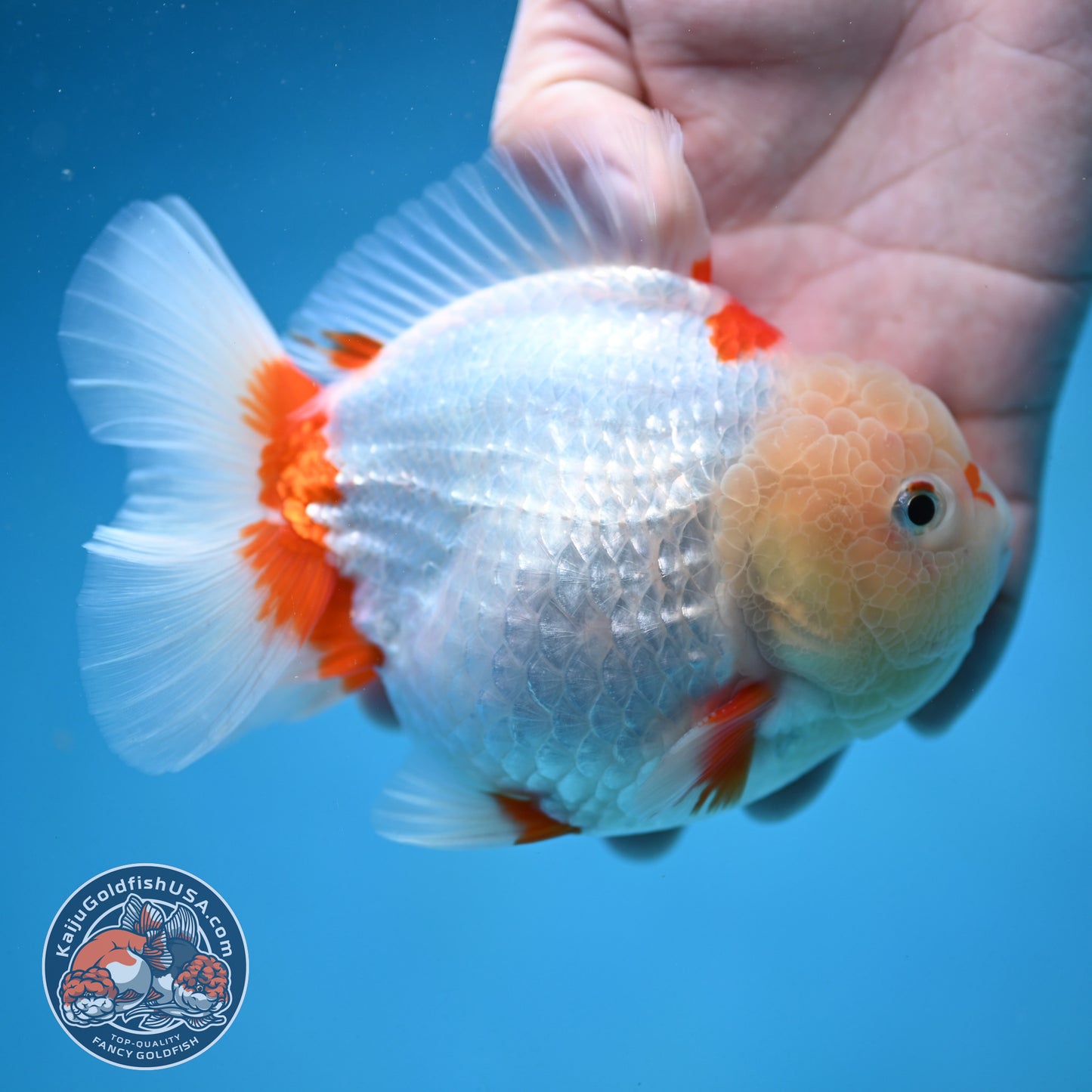 Jade Head Red White Oranda 4.5 inch Body (250912_OR11)