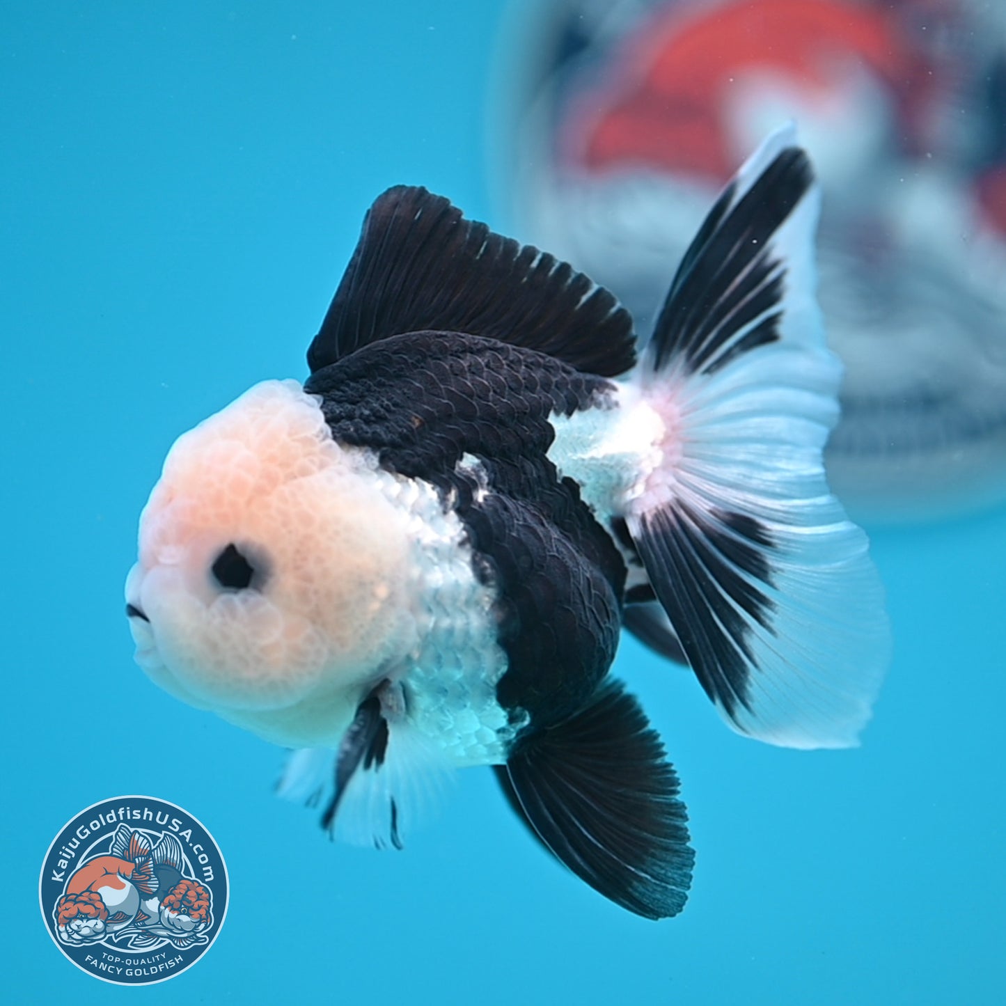 Panda Oranda 3 inches Body (250606_OR11)