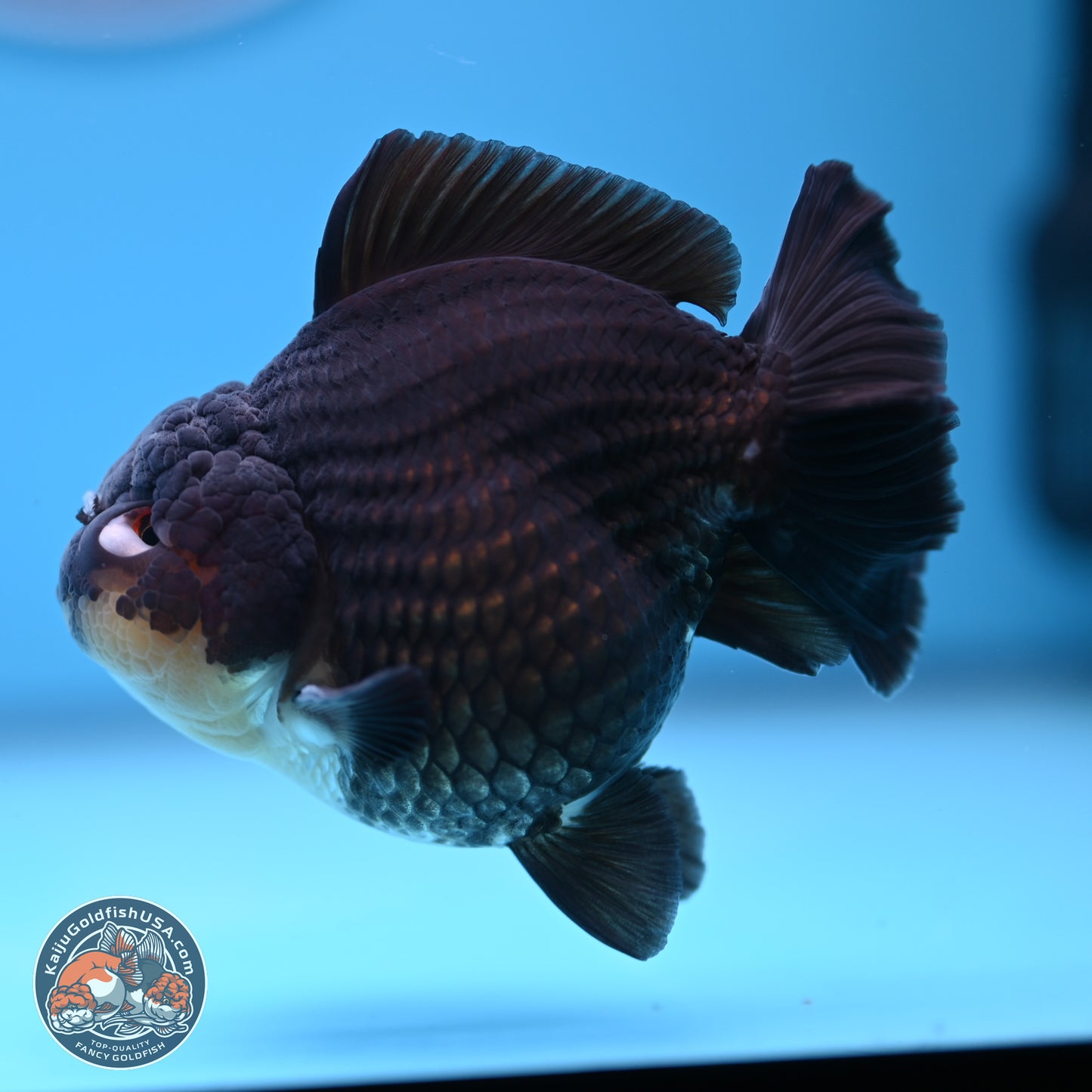Panda YuanBao Oranda 3.5 inches Body - Male (241227_OR11) - Kaiju Goldfish USA