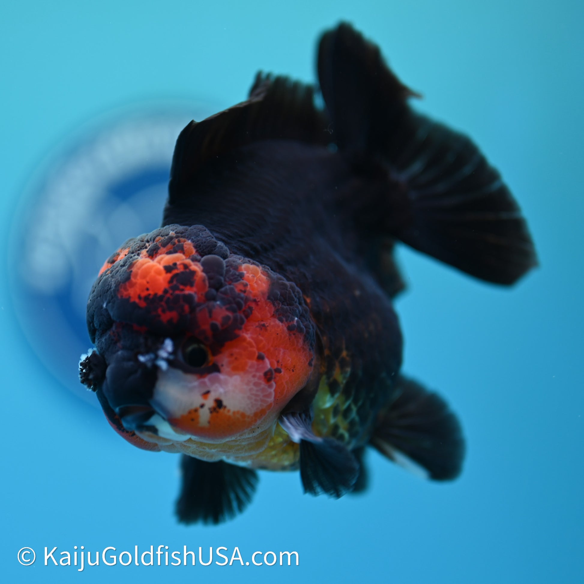 Red/Black YuanBao Oranda 3.5in body (240607_OR11) - Kaiju Goldfish USA