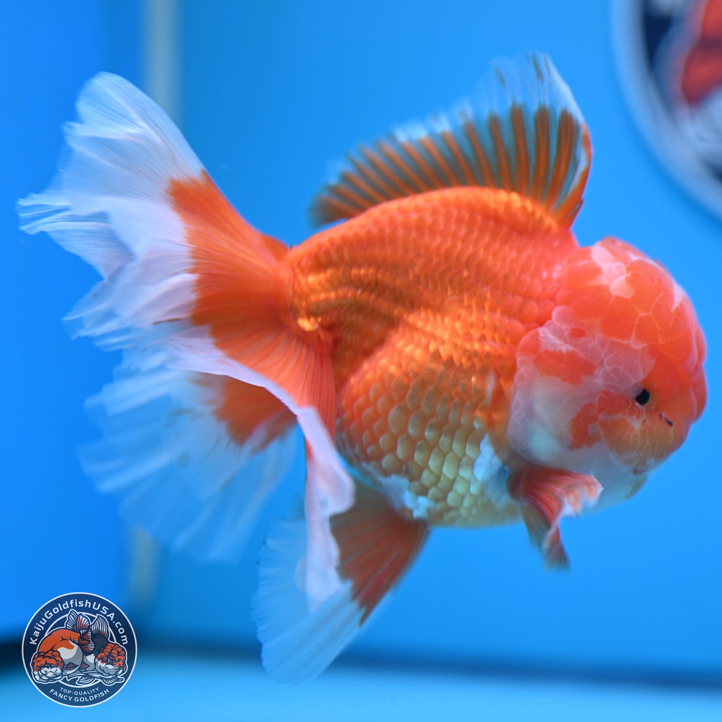 Red White Rose Tail Oranda 4-6 inches (240906_OR11) - Kaiju Goldfish USA