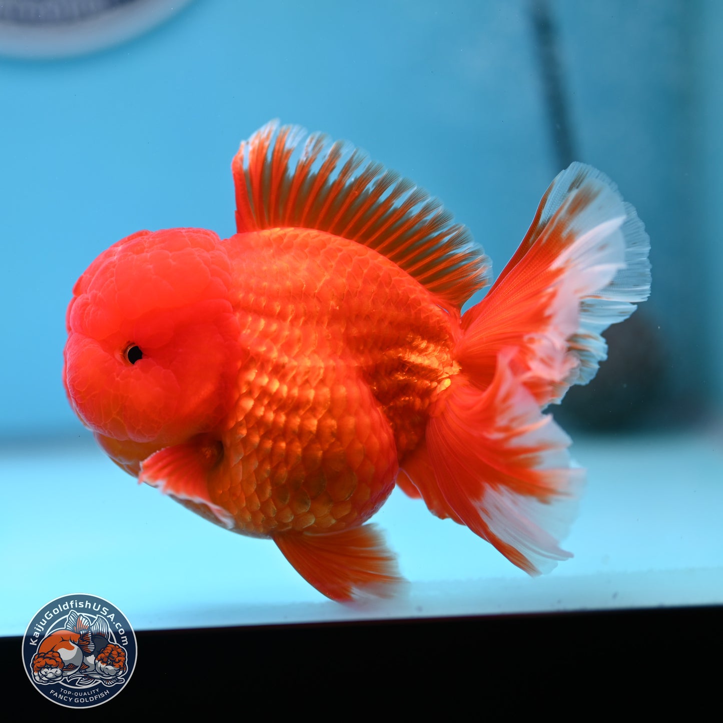 Classic Red Rose Tail Oranda 3.5 inches Body - Male (250307_OR11)