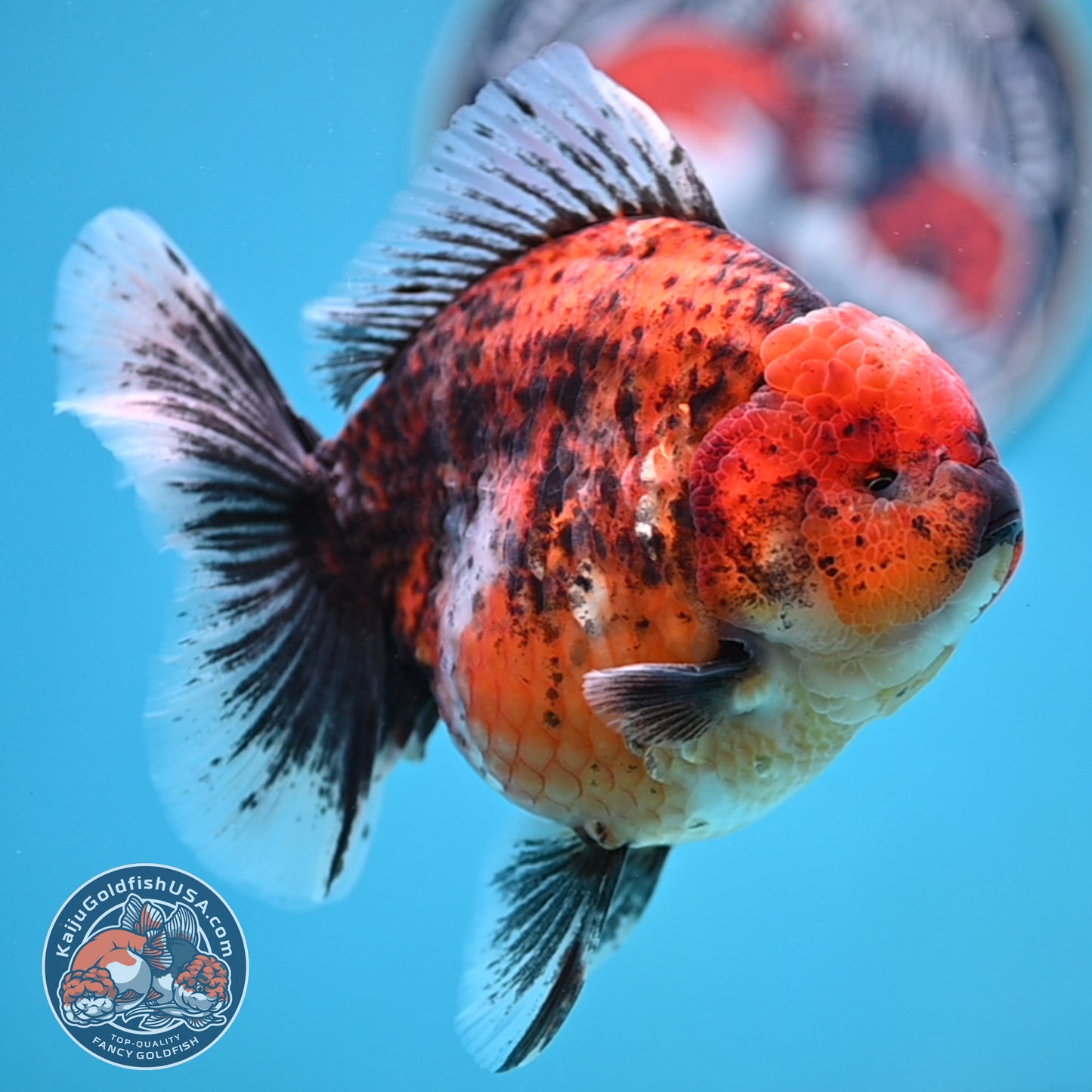 Tiger Oranda 4.25 inches Body (250516_OR11)