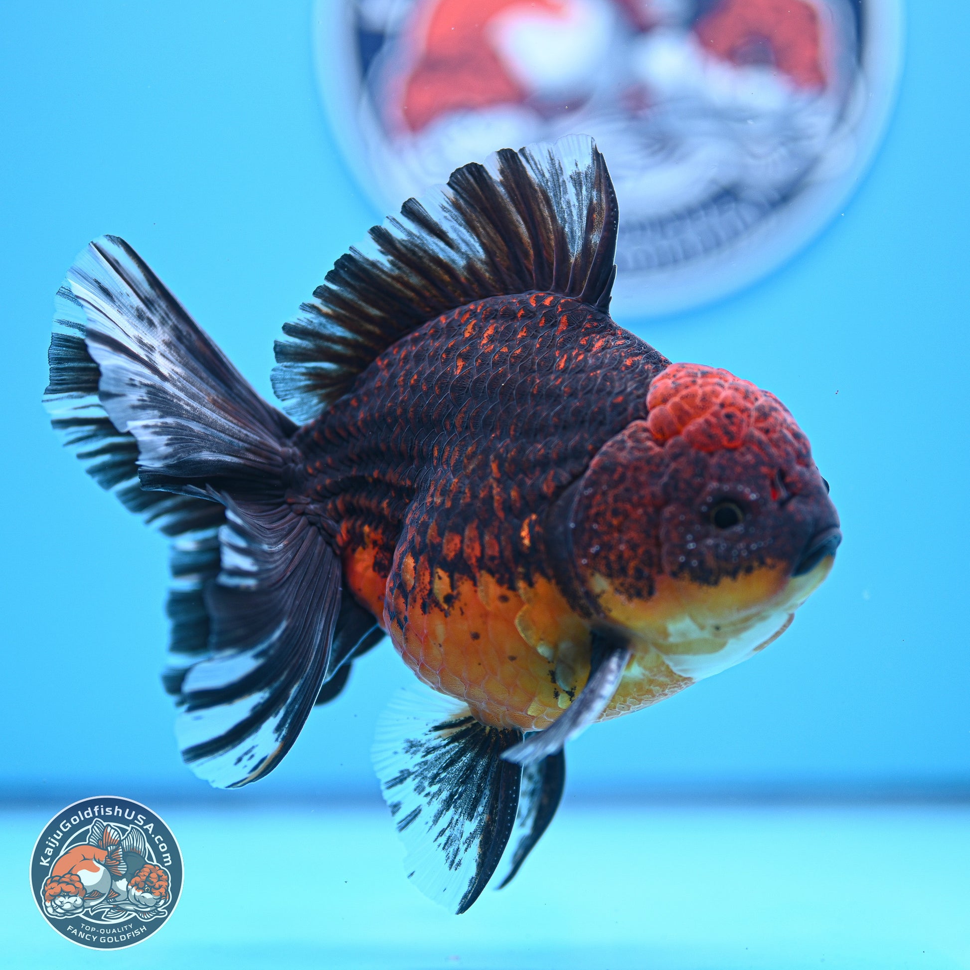 Red Kirin Rose Tail Oranda 4-5.5 inches (240920_OR11) - Kaiju Goldfish USA