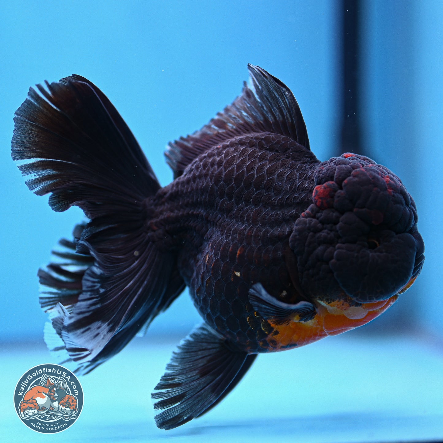 Kirin Rose Tail Oranda 6 inches - Male (241115_OR11) - Kaiju Goldfish USA