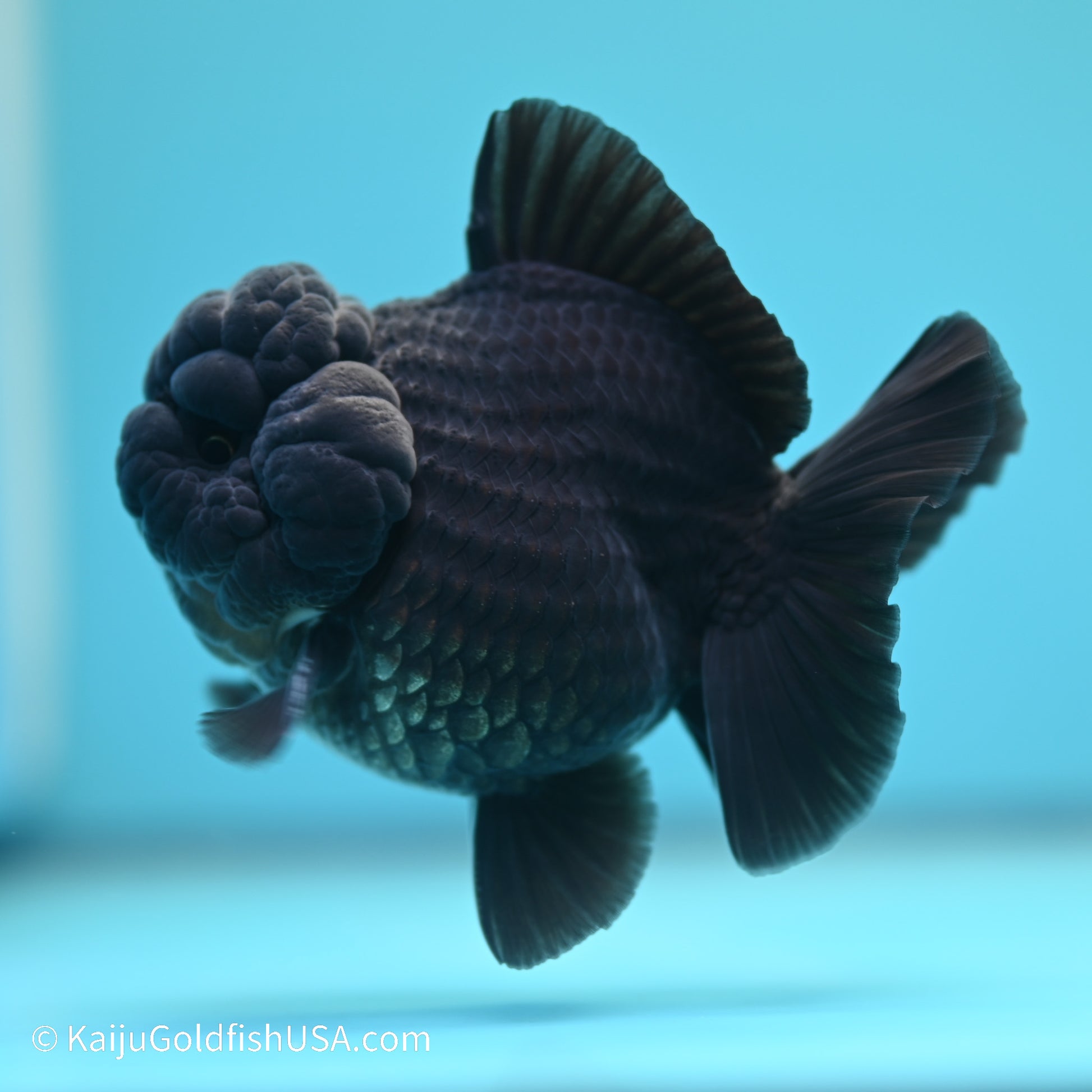 Jet Black YuanBao Oranda 3.5 inches (240517_OR11) - Kaiju Goldfish USA