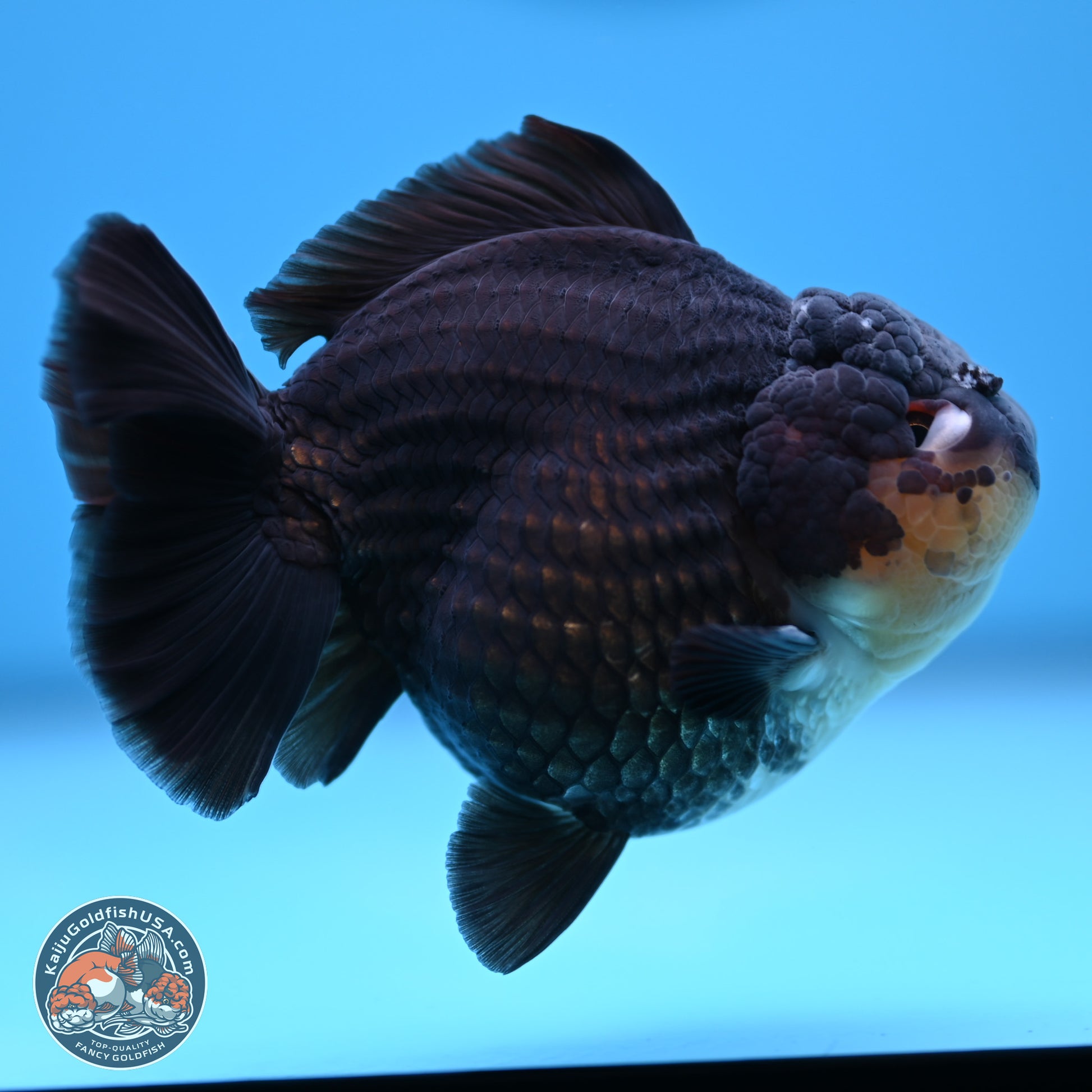 Panda YuanBao Oranda 3.5 inches Body - Male (241227_OR11) - Kaiju Goldfish USA