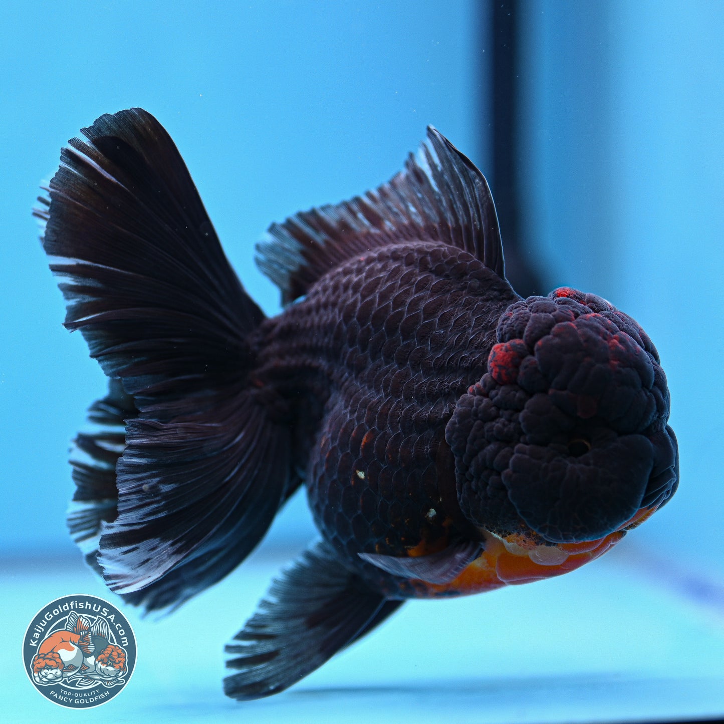 Kirin Rose Tail Oranda 6 inches - Male (241115_OR11) - Kaiju Goldfish USA