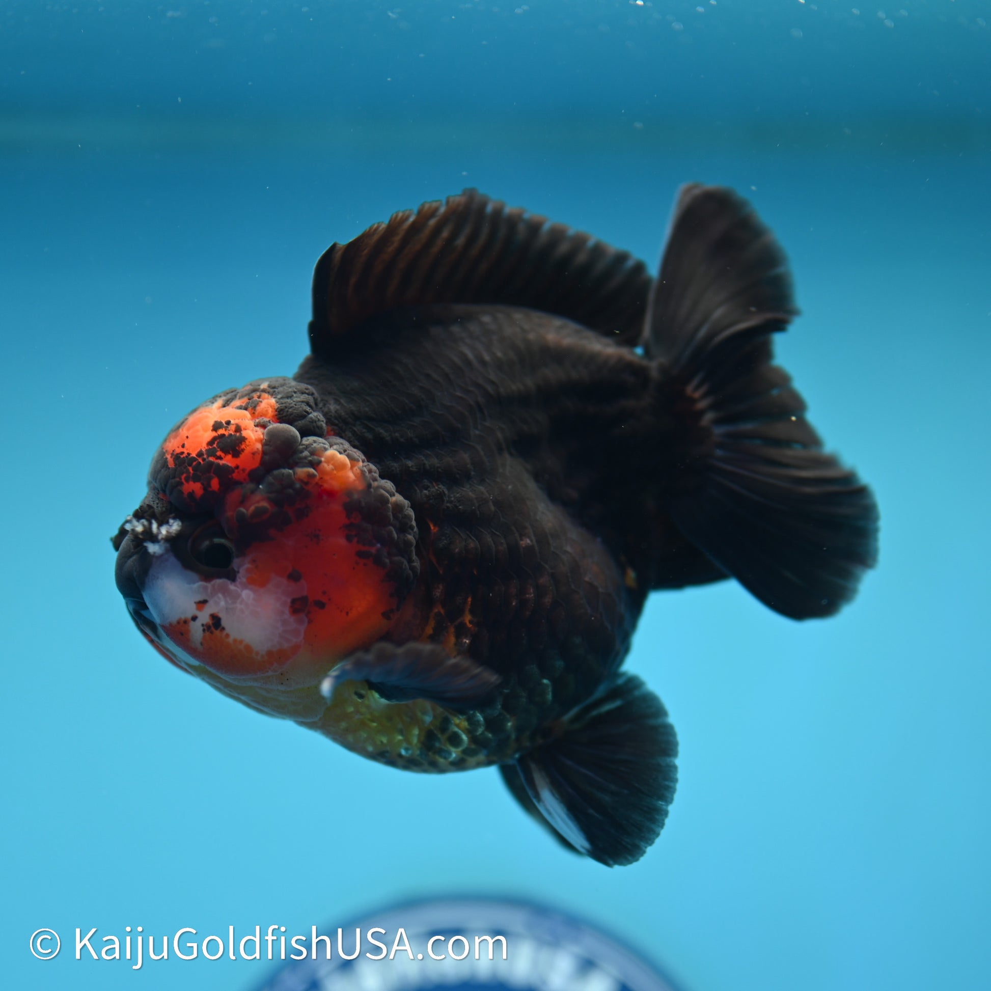 Red/Black YuanBao Oranda 3.5in body (240607_OR11) - Kaiju Goldfish USA