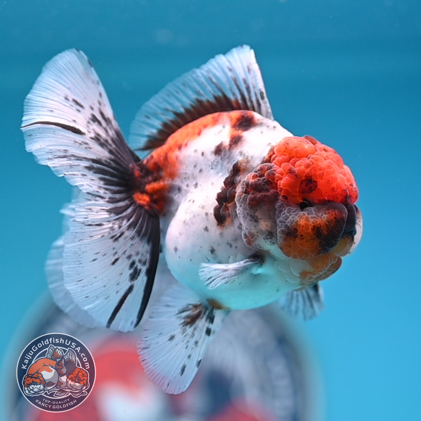 Shogun Tricolor Sakura Rose Tail Oranda 3.25 inches Body (250530_OR11)
