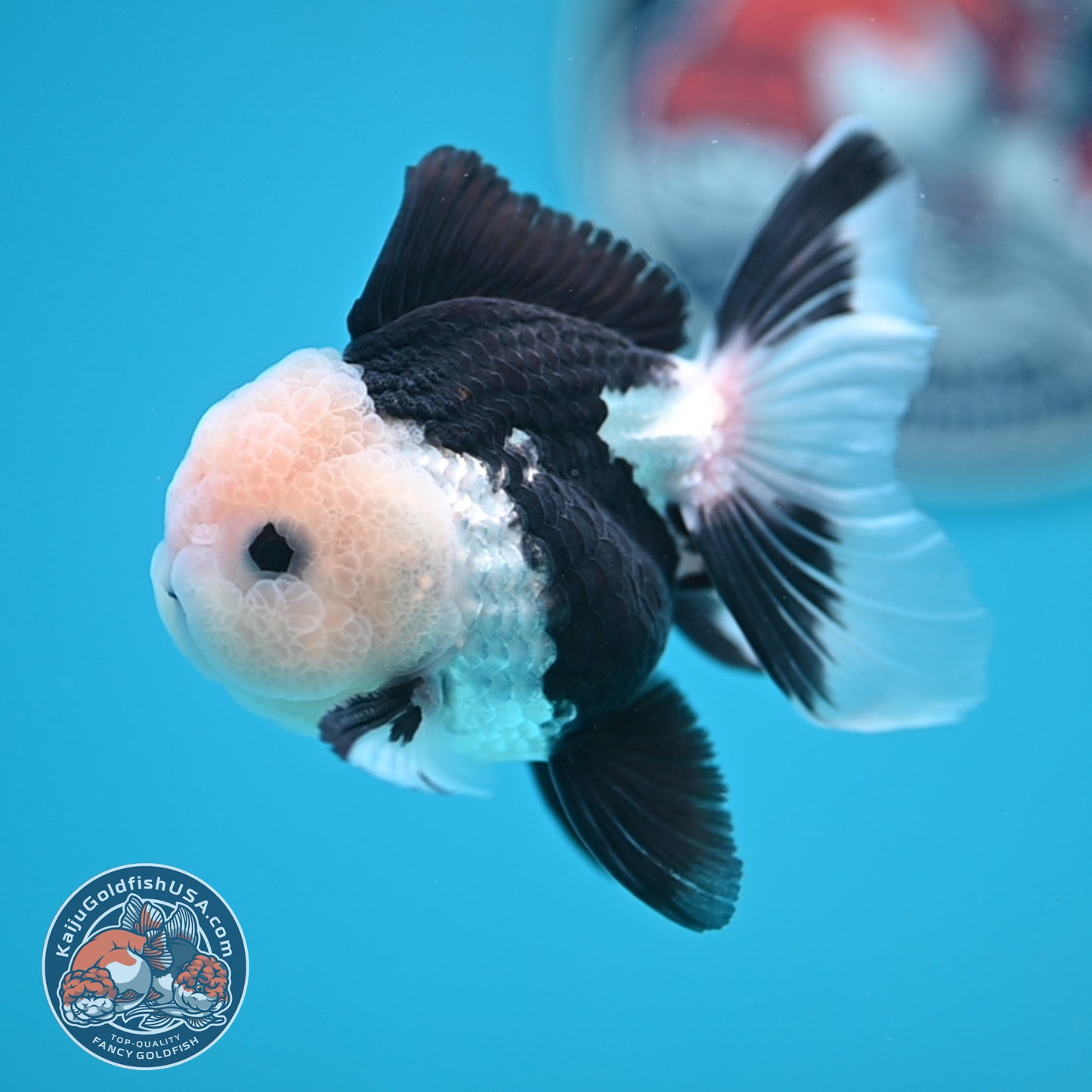 Panda Oranda 3 inches Body (250606_OR11)