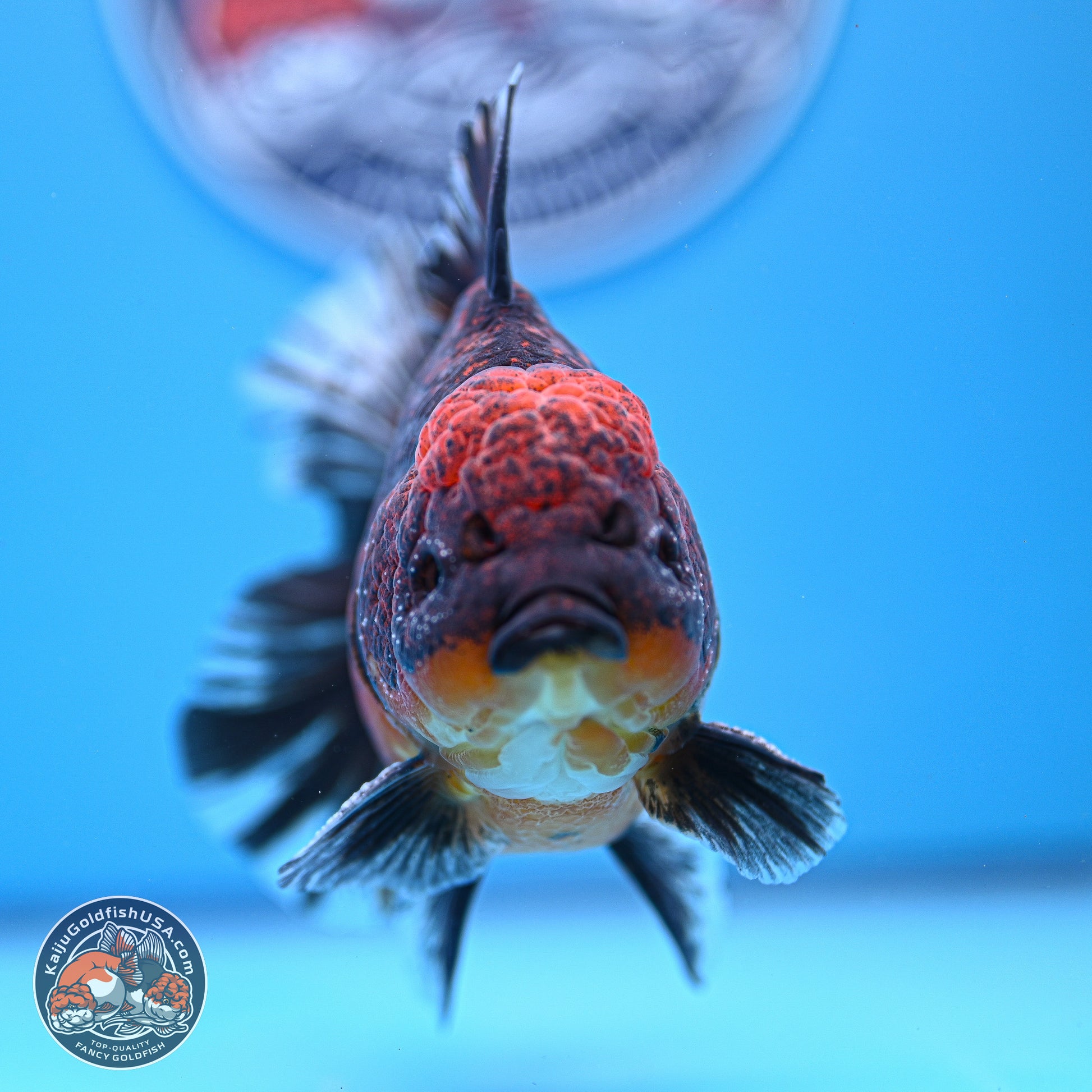 Red Kirin Rose Tail Oranda 4-5.5 inches (240920_OR11) - Kaiju Goldfish USA