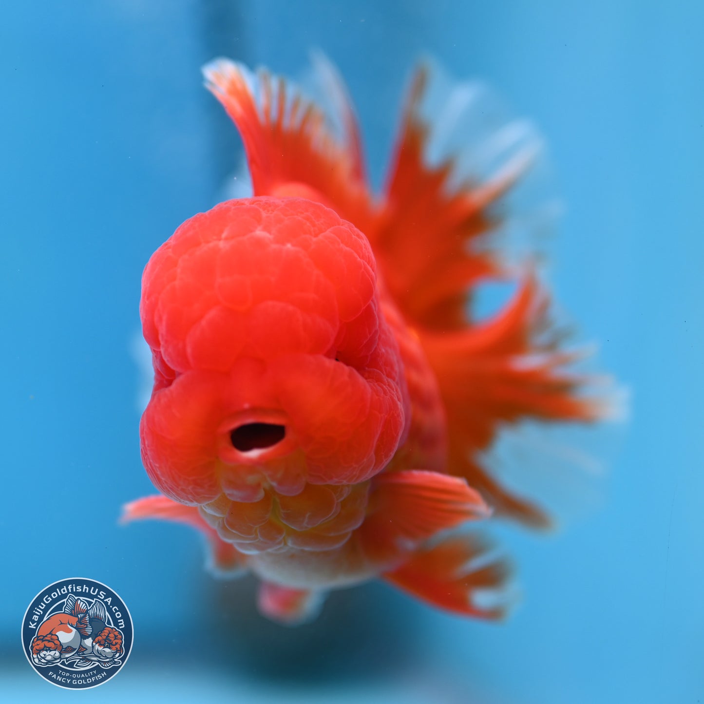 Classic Red Rose Tail Oranda 3.5 inches Body - Male (250307_OR11)