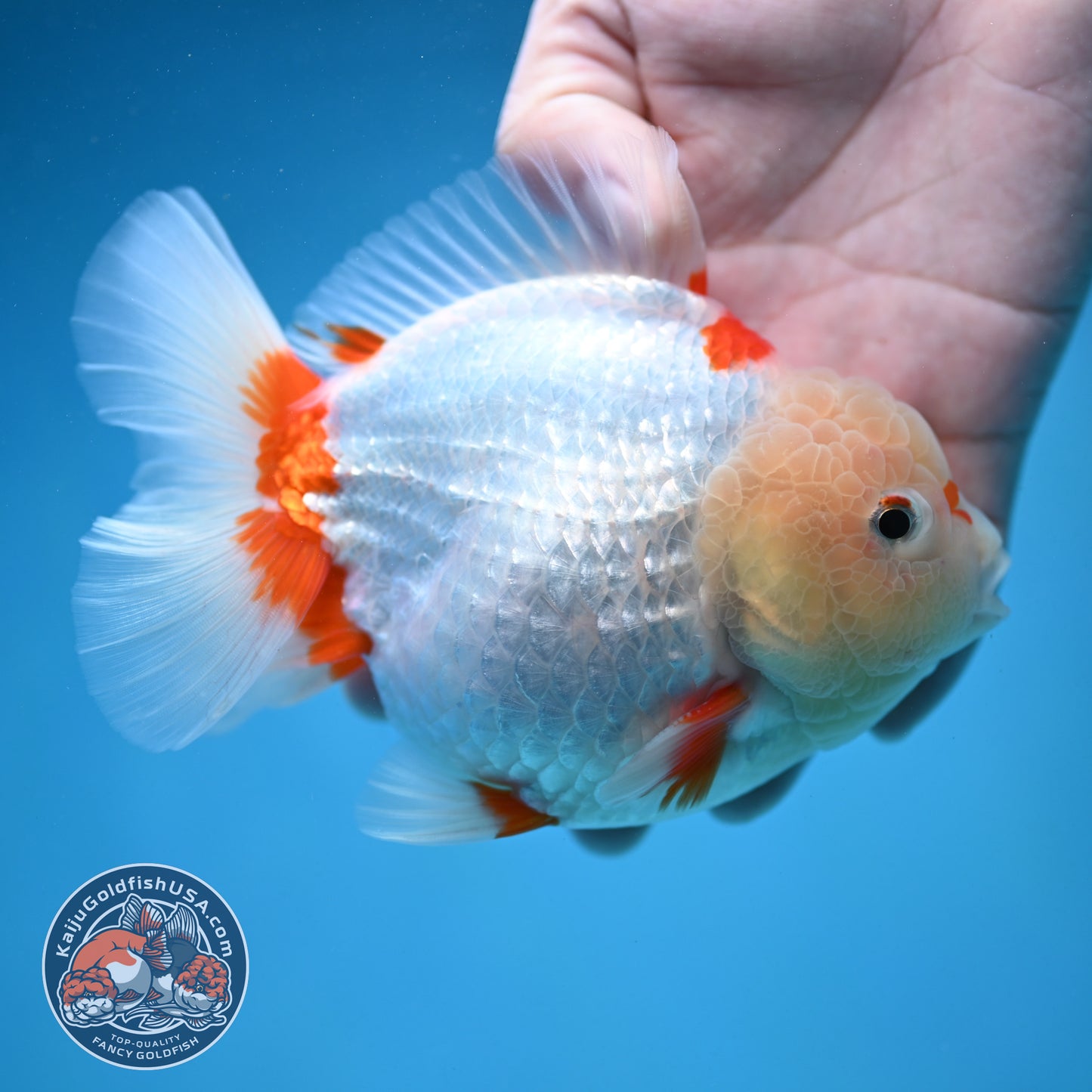 Jade Head Red White Oranda 4.5 inch Body (250912_OR11)