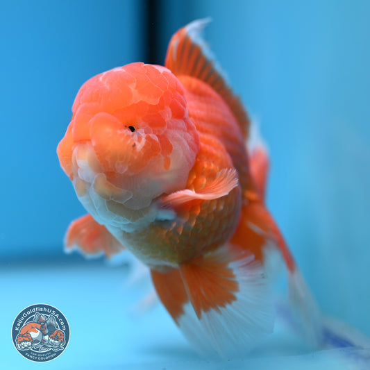 Red White Rose Tail Oranda 4-6 inches (240906_OR11) - Kaiju Goldfish USA